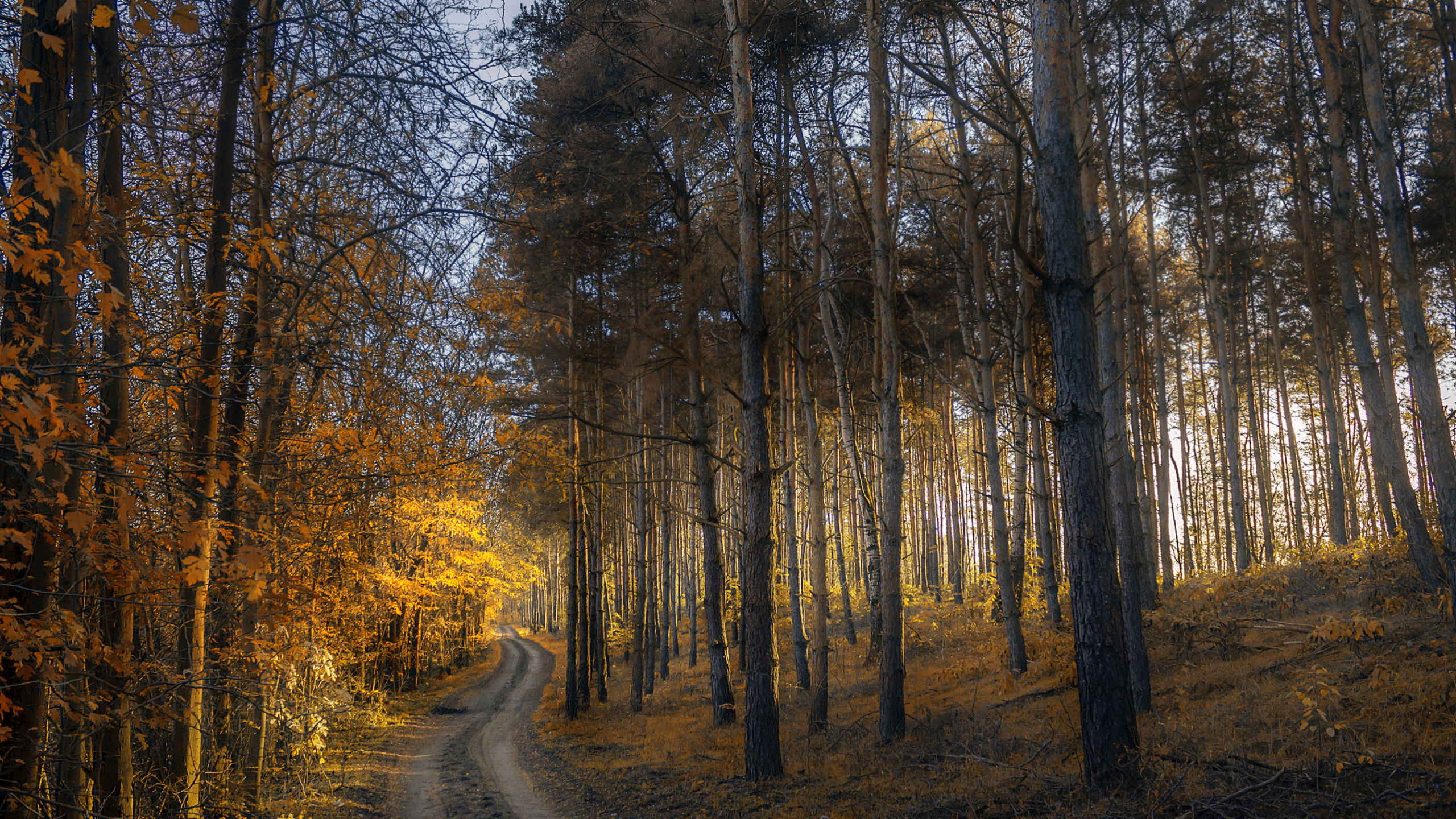 Осень лес Шилово Воронеж