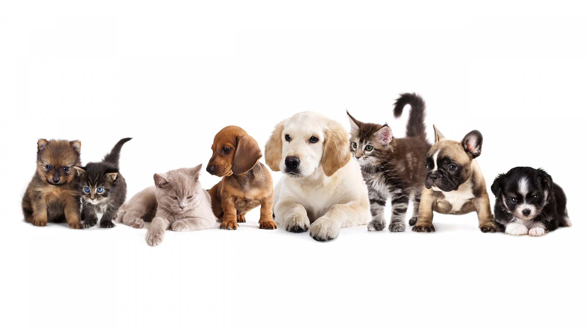 Cat in a dogs world. Собачки и кошечки. Фон с домашними животными. Зоомагазин животные. Щенок и котенок.