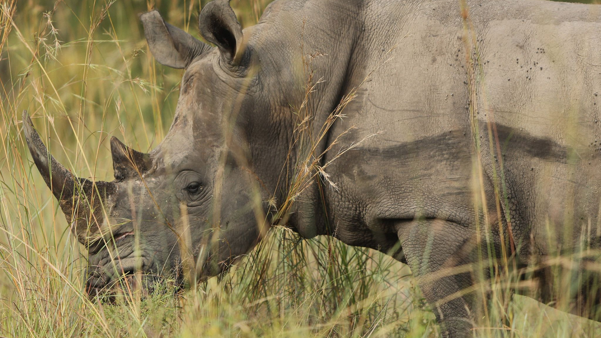 Национальный парк Крюгера черный носорог
