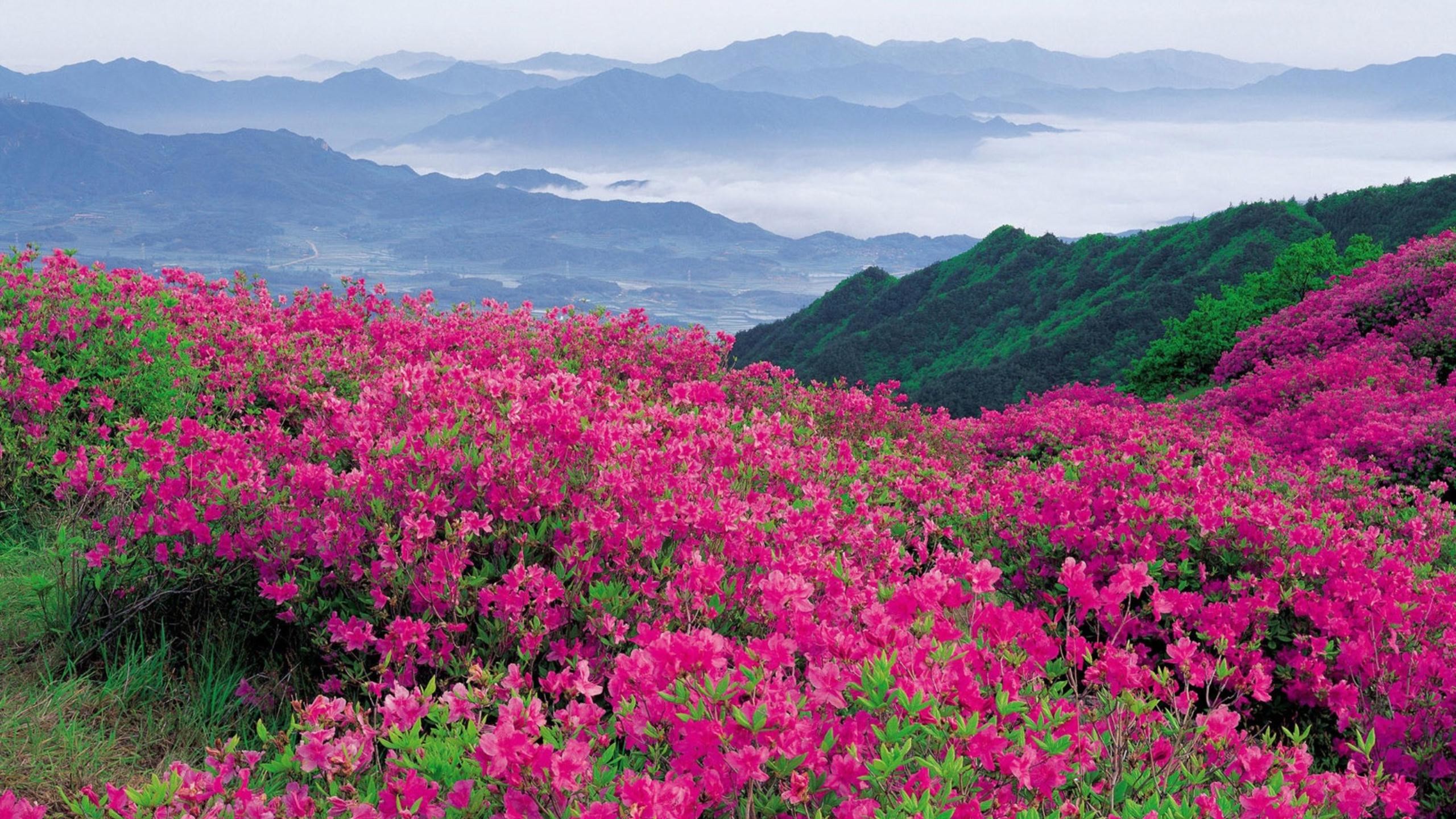 Flowers valley. Рододендрон Тибет. Казанлык Долина роз. Рододендрон в горах Монти-Сибиллини.