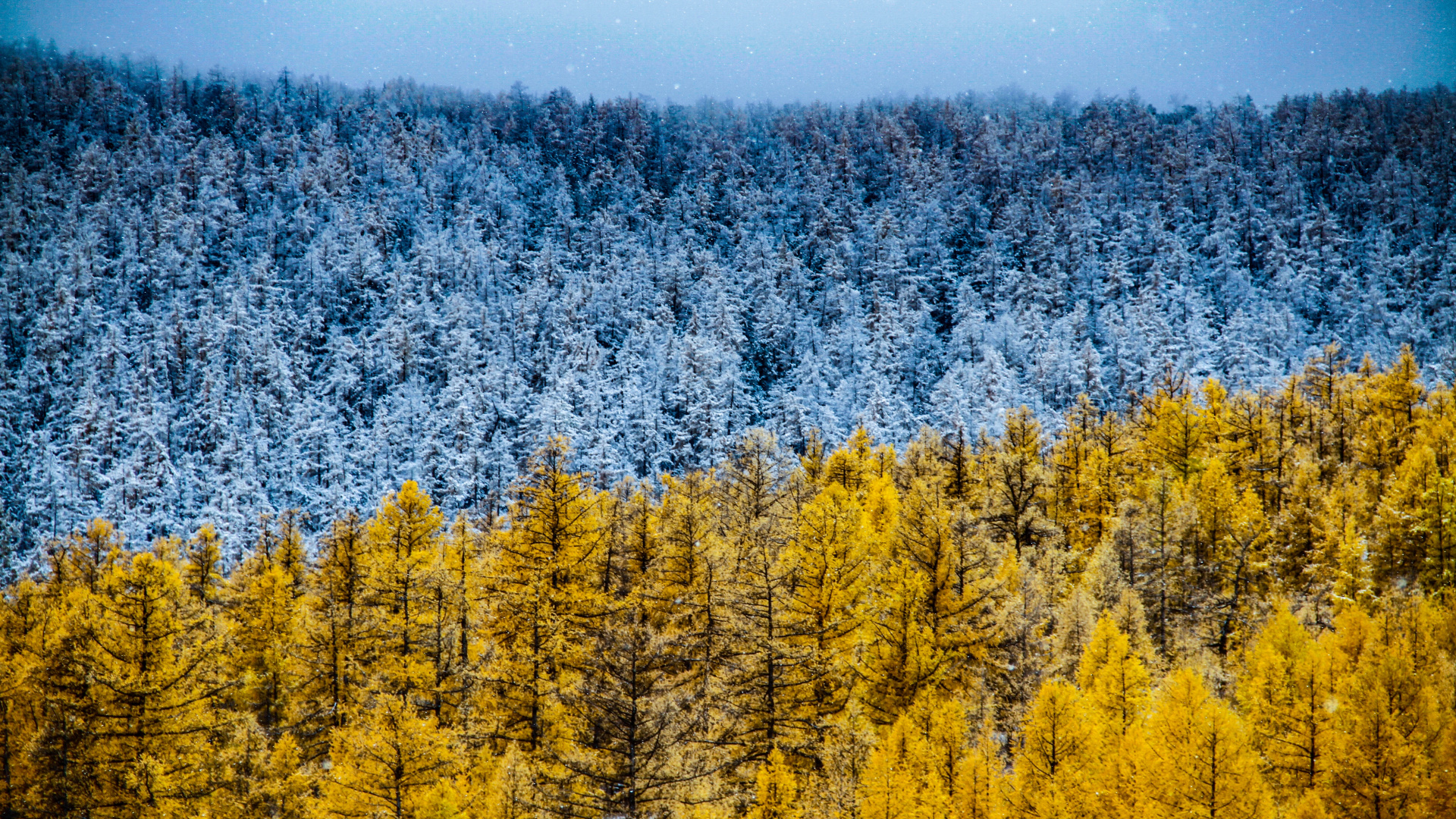 Yellow Spruce