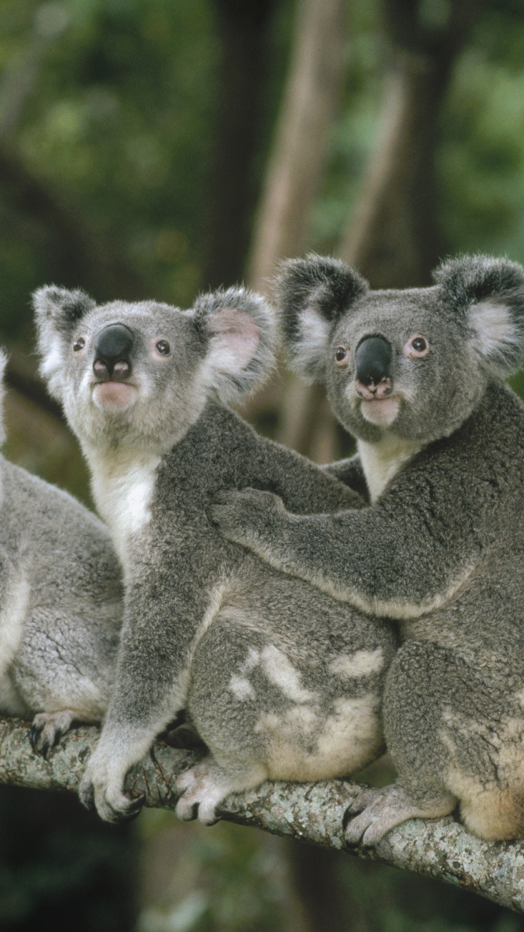 Коала относится к сумчатым. Коала сумчатое. Лоун Пайн коала. Сумчатые млекопитающие коала. Самка коалы.