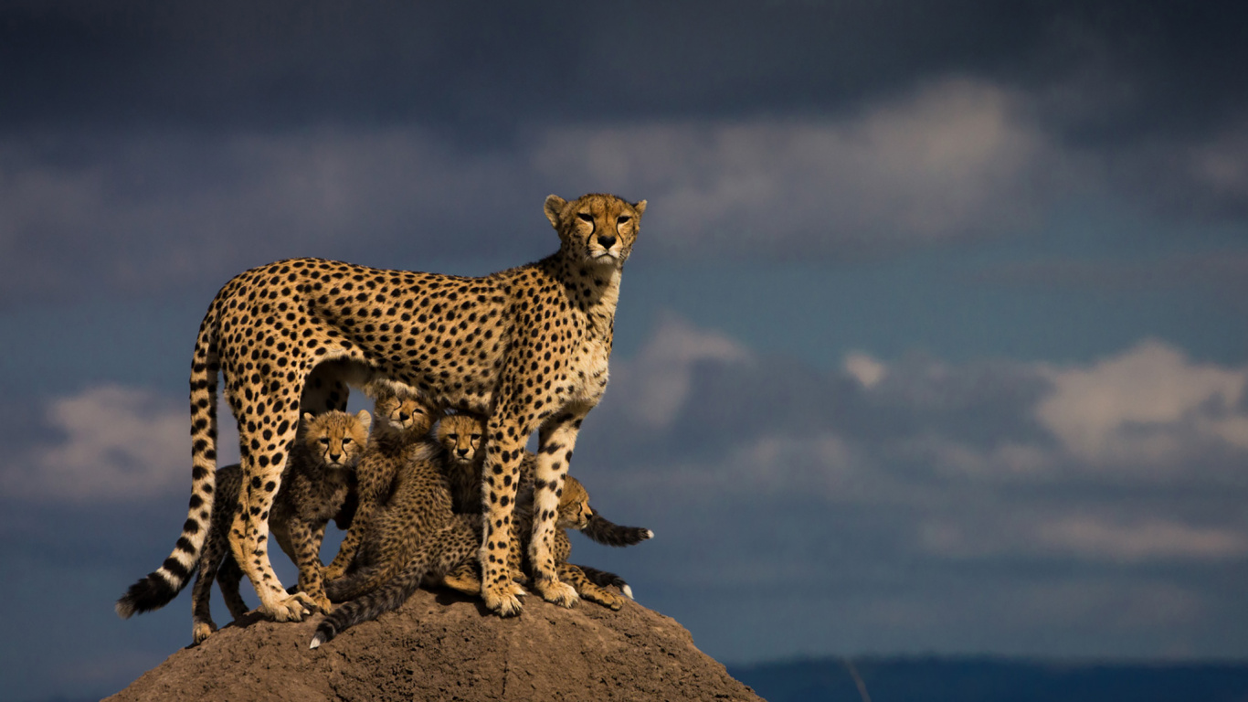 Леопард в Африке