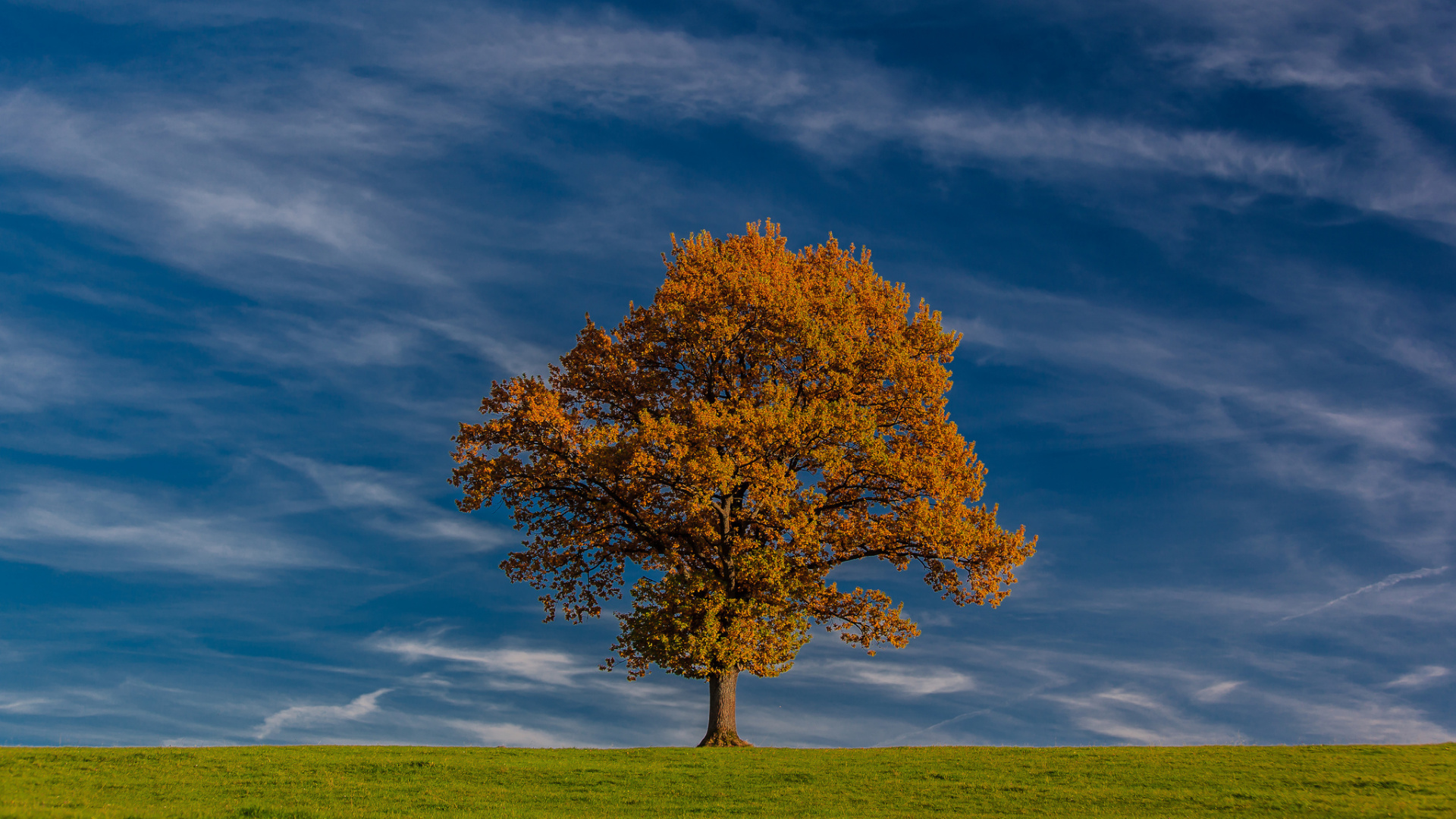 Одинокое дерево осенью