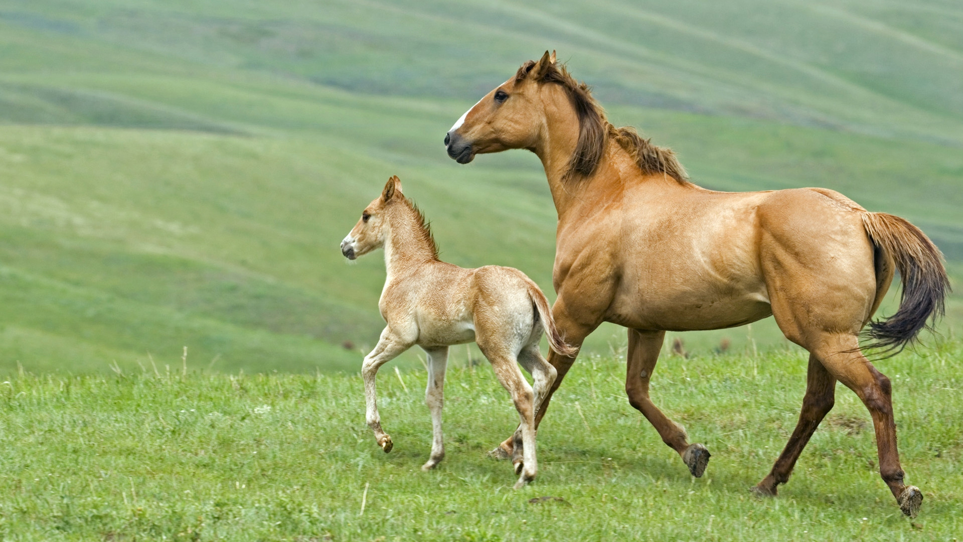 Картинка лошадь и жеребенок