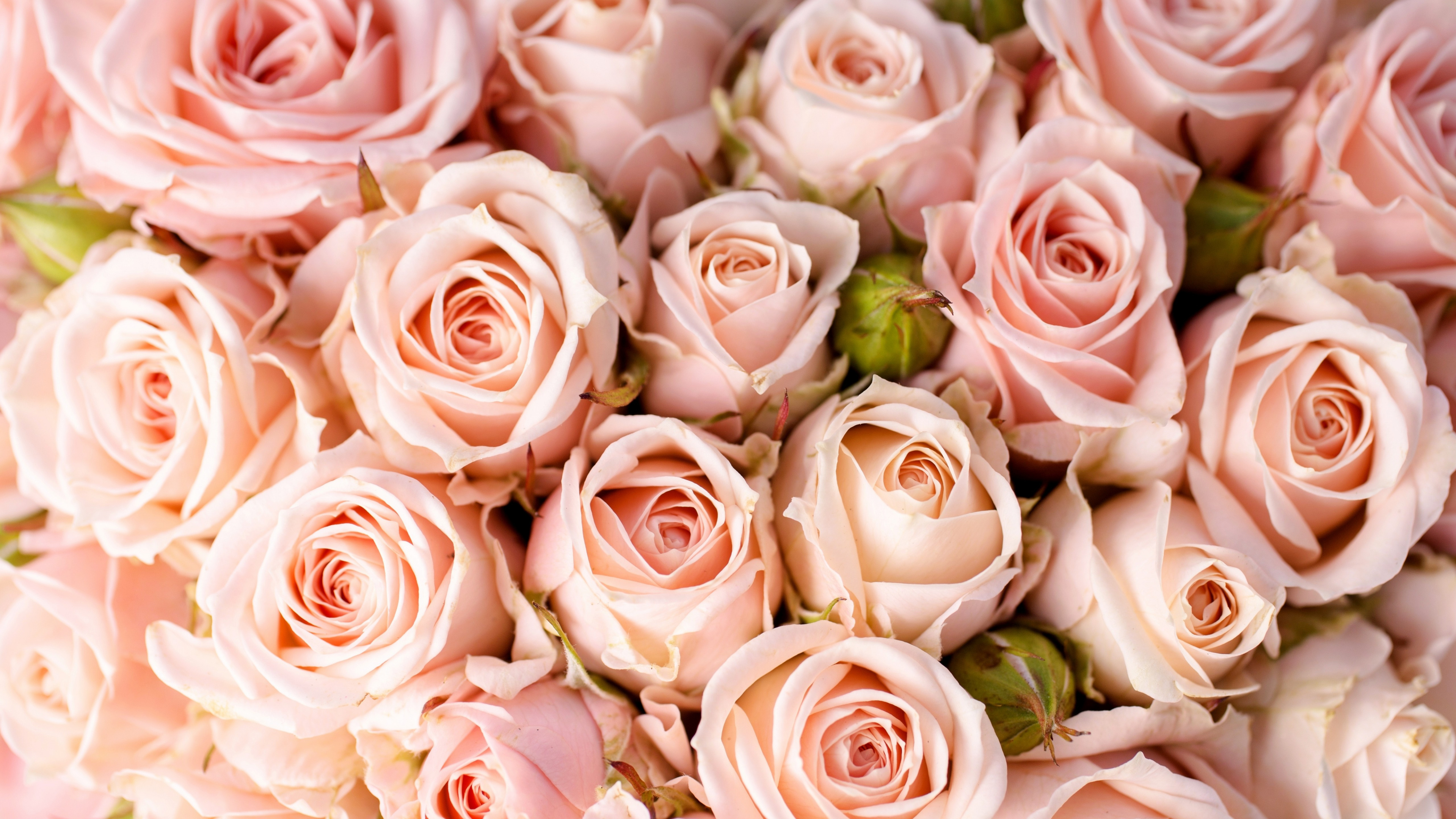 красивые розы картинки хорошего качества на заставку