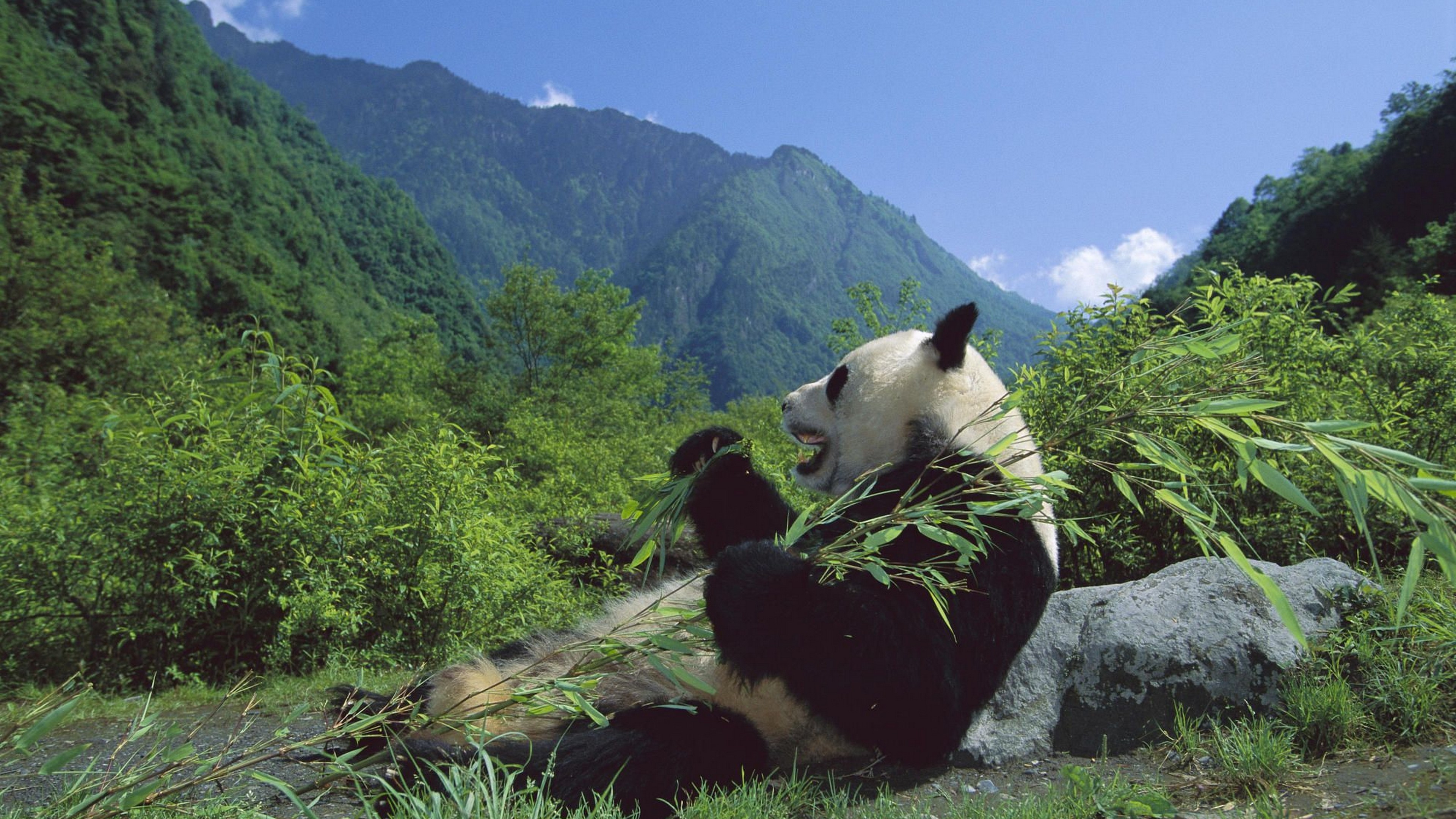 Panda_Muscle