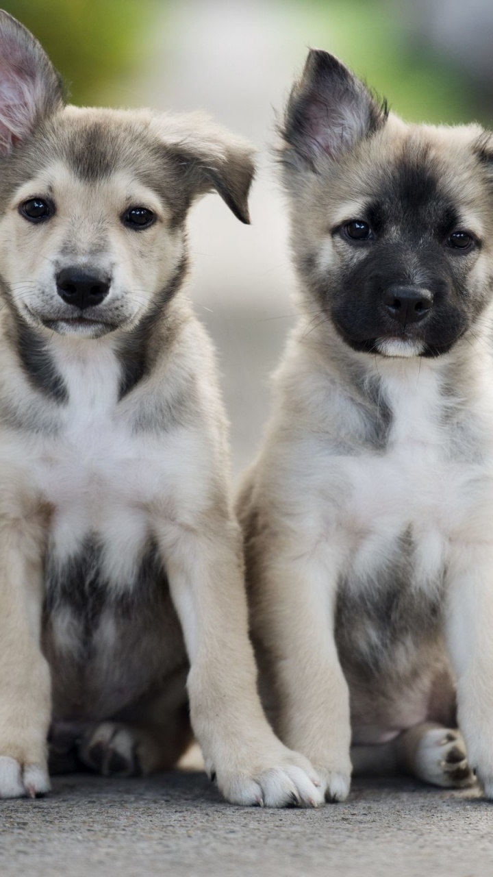 картинки два щенка
