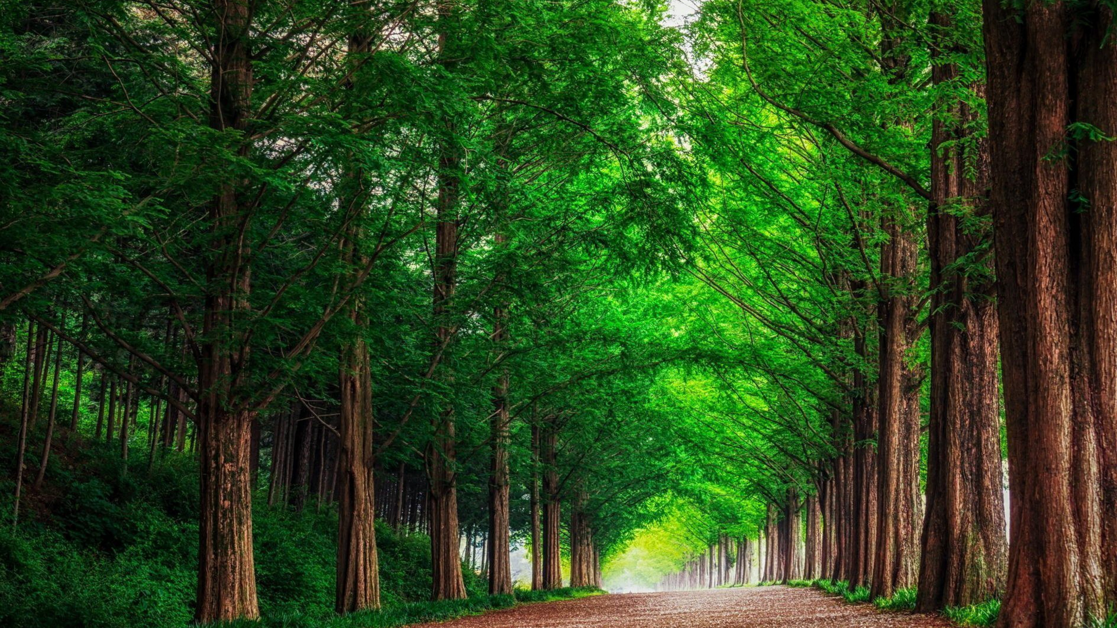 Картинка h d. Красивые леса. Лесная аллея. Аллея в лесу. Canopy Tree.