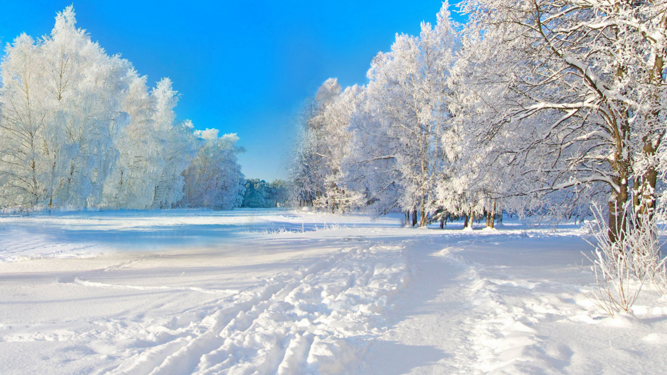 Обои 1366x768 зима, снег, дерево, замораживание, мороз, HD ready картинка.
