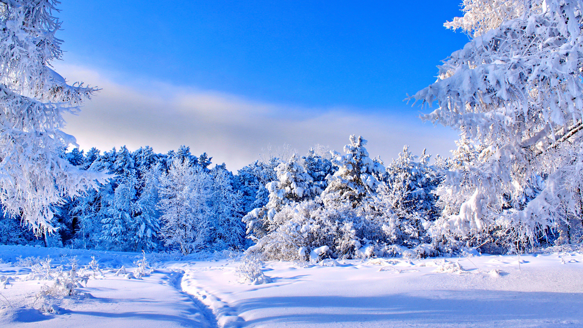 Обои 1920x1080 зима, снег, дерево, природа, мороз, Full HD, HDTV, 1080p 16:...