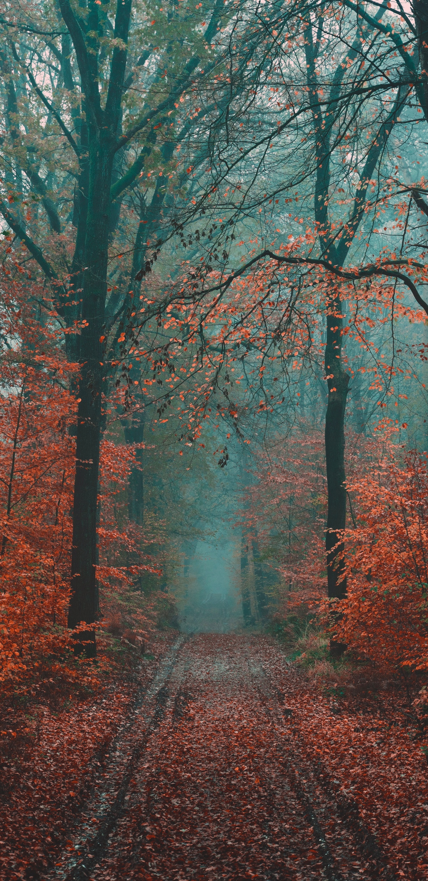 Осенний туман на телефон. Осень туман. Осенний лес. Осенний туман на телефон. Осенний туман на телефон.
