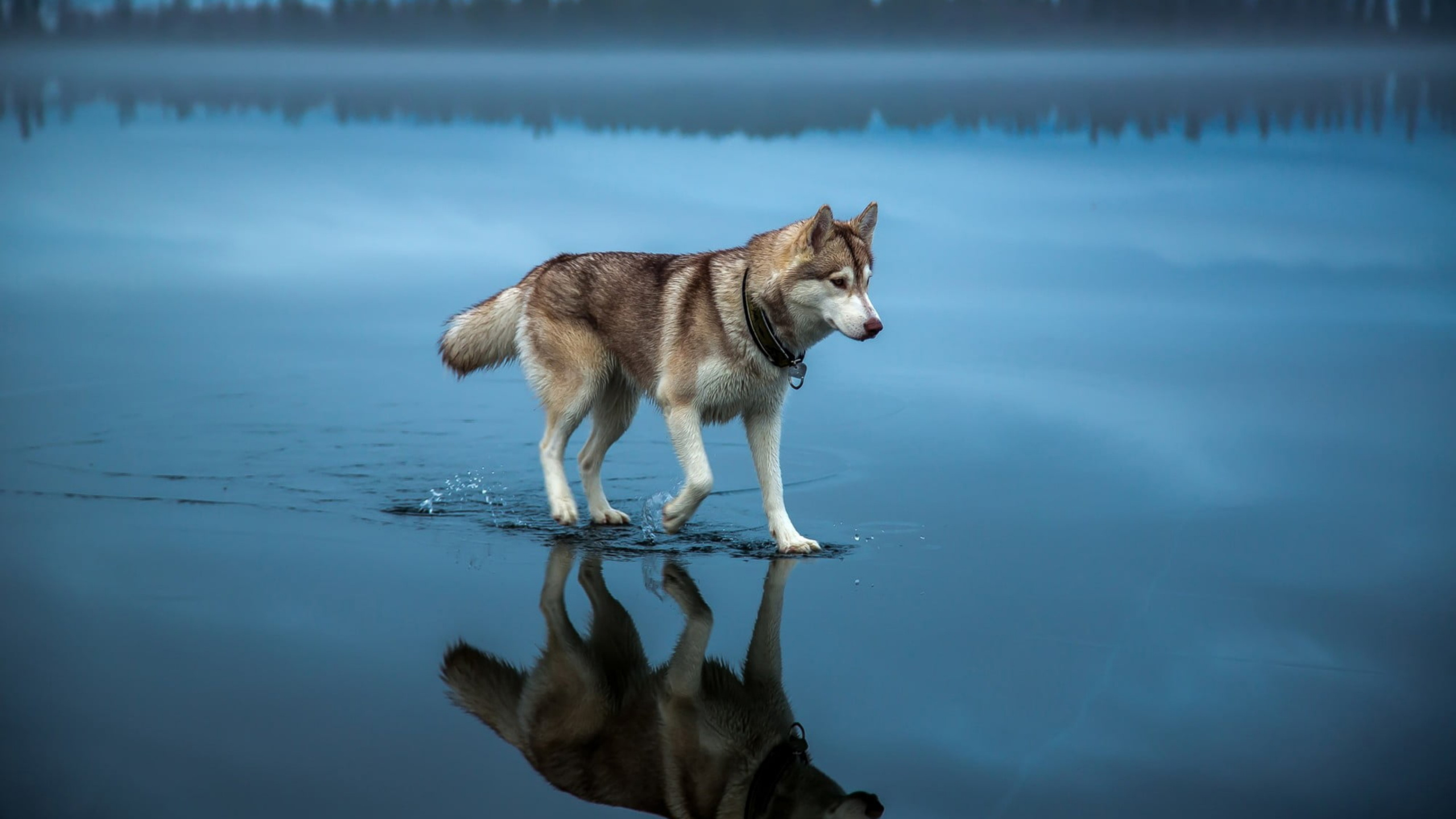 озеро собаки