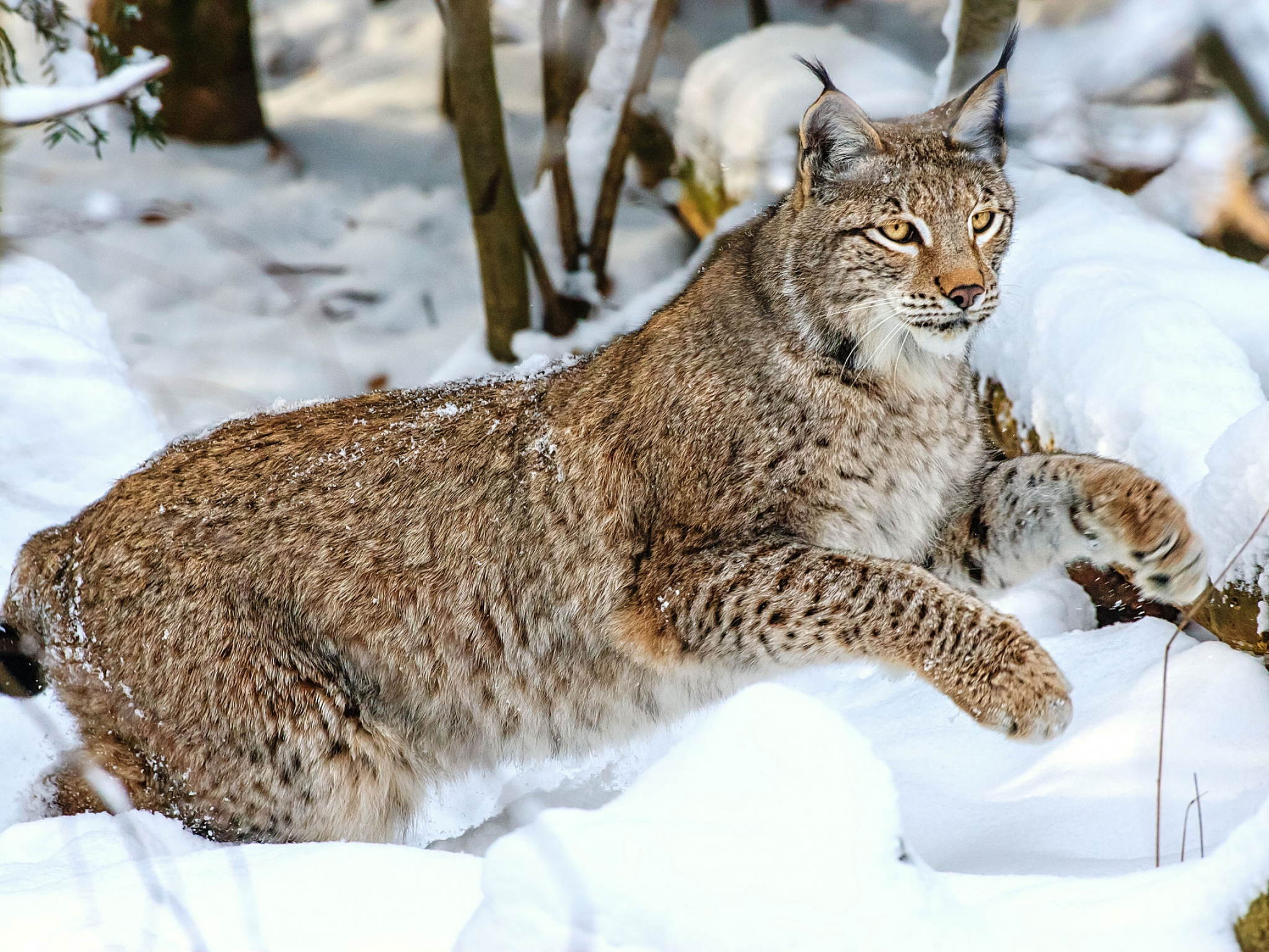 Рыси слушать. Рысь обыкновенная Lynx Lynx Linnaeus, 1758. Канадская Рысь Бобкэт. Баргузинский заповедник Рысь. Сибирская Рысь.
