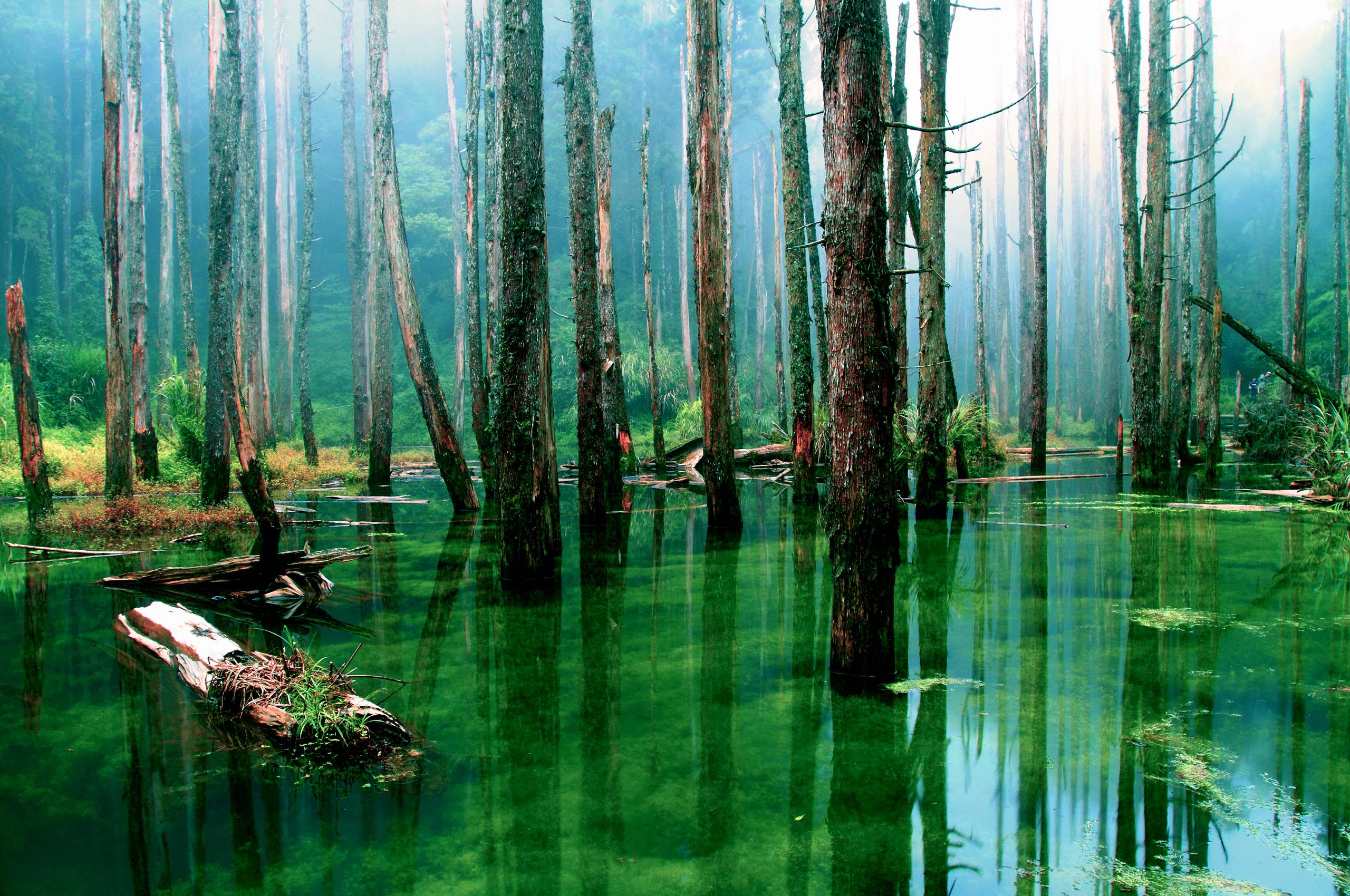 Лес затопленный водой. Моховое болото Румыния. Болотистые леса Румыния. Болото Манчак. Синявинское озеро затопленный лес.