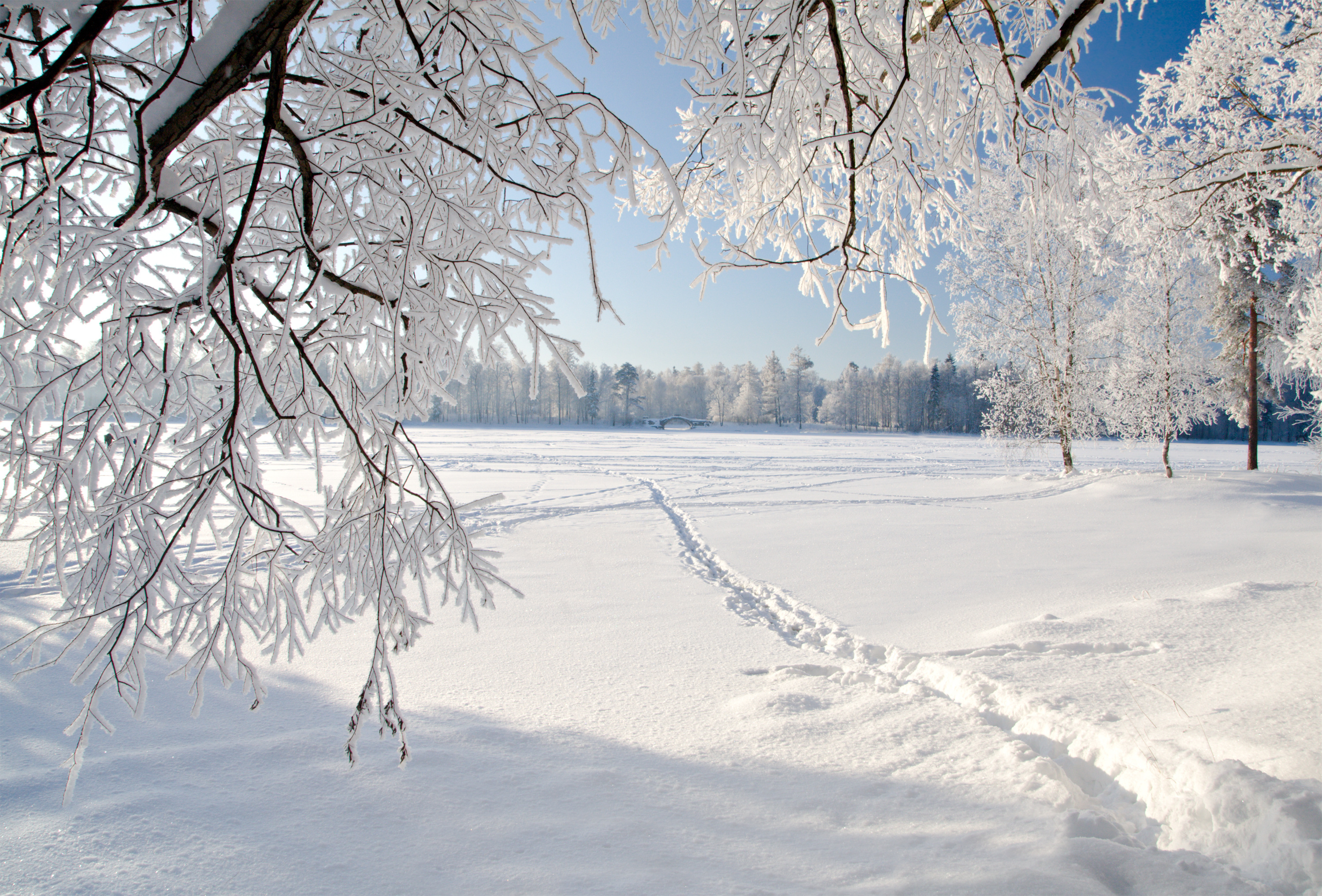 Обои снег, зима, дерево, замораживание, ветвь - картинка на 