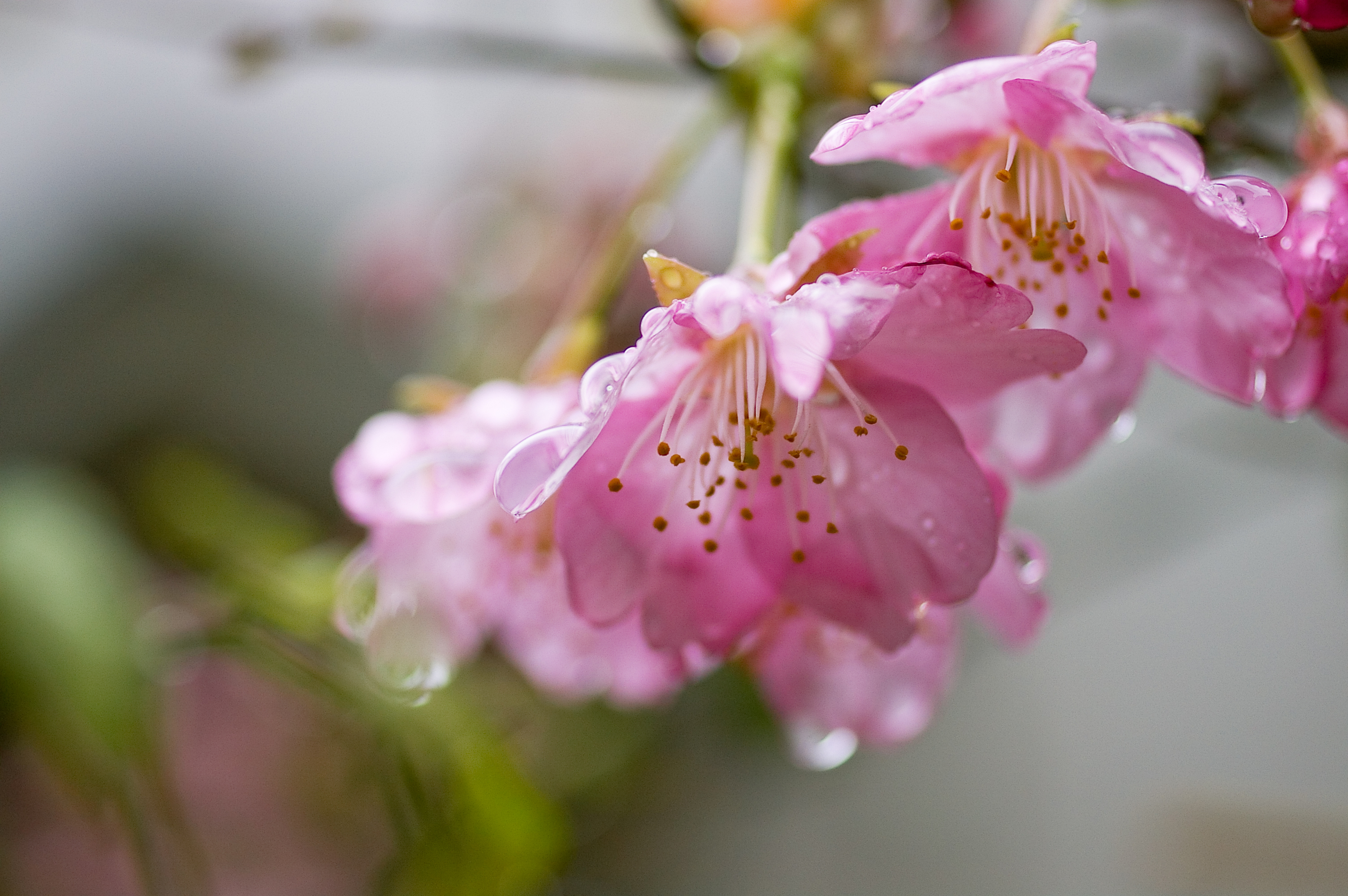 Цветет розовыми цветочками. Цвет Сакура Пинк. Цветение Сакуры бутоны. Нежные весенние цветы. Нежный цветок.