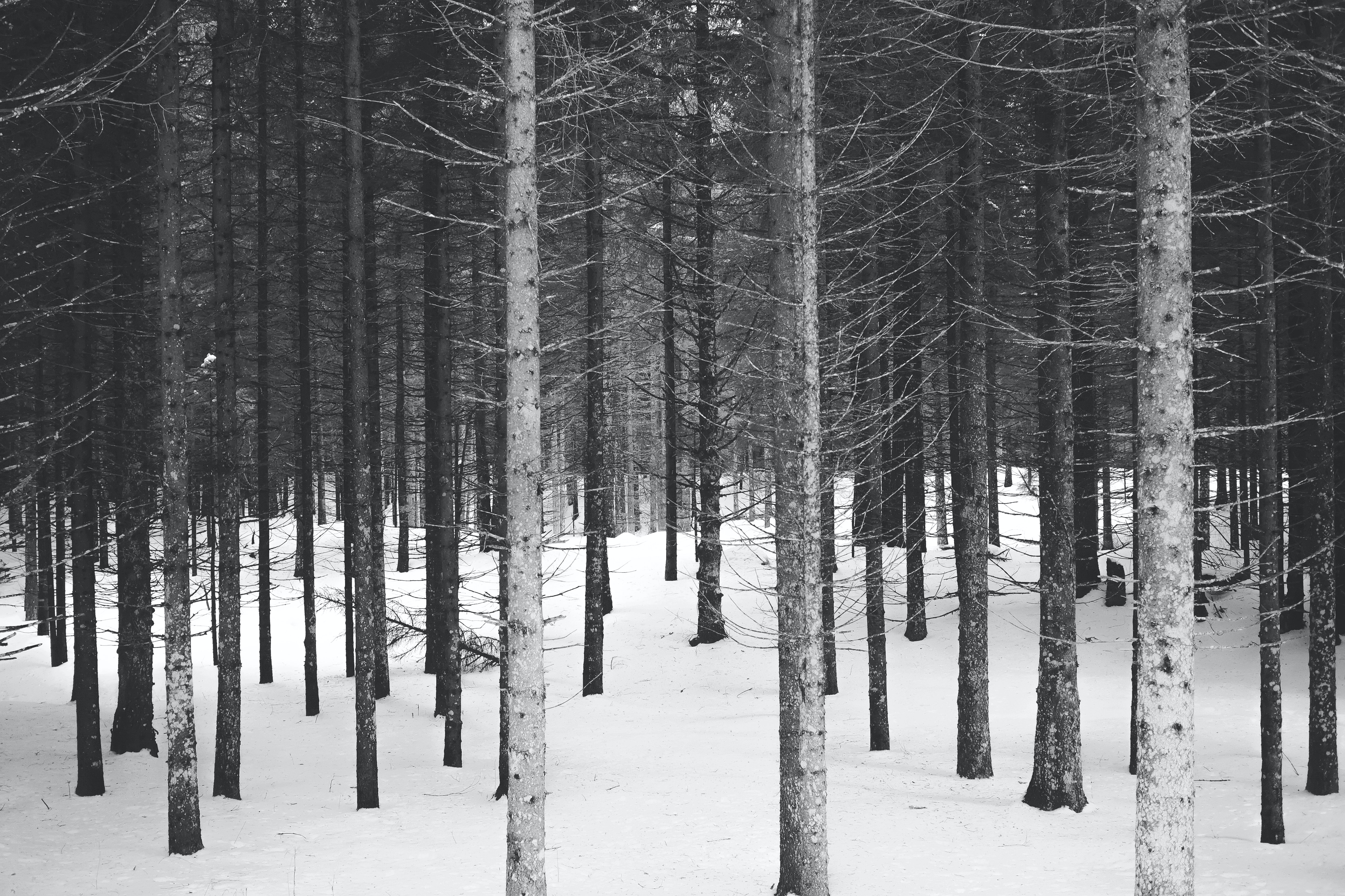 Белый лес