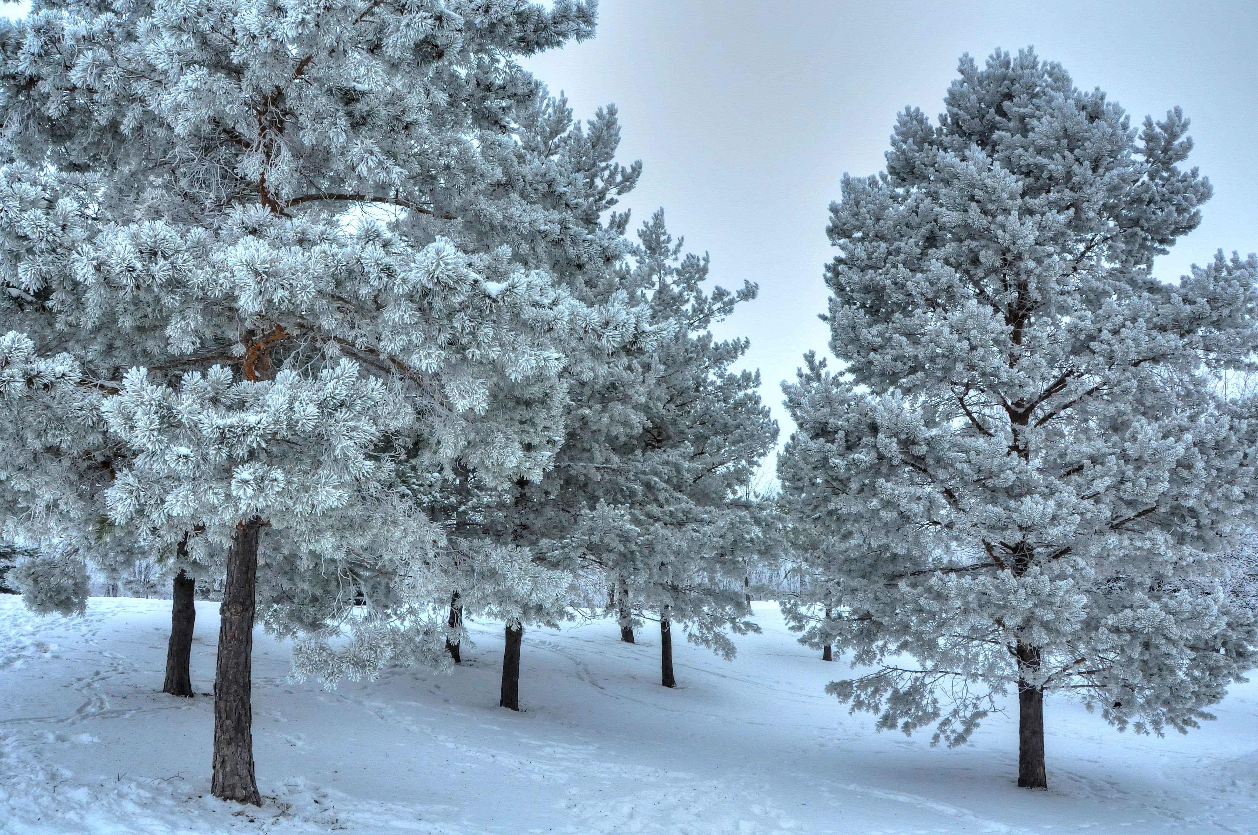 Зима красивые деревья. Деревья в снегу. Зимнее дерево. Сосны в снегу. Заснеженные деревья.