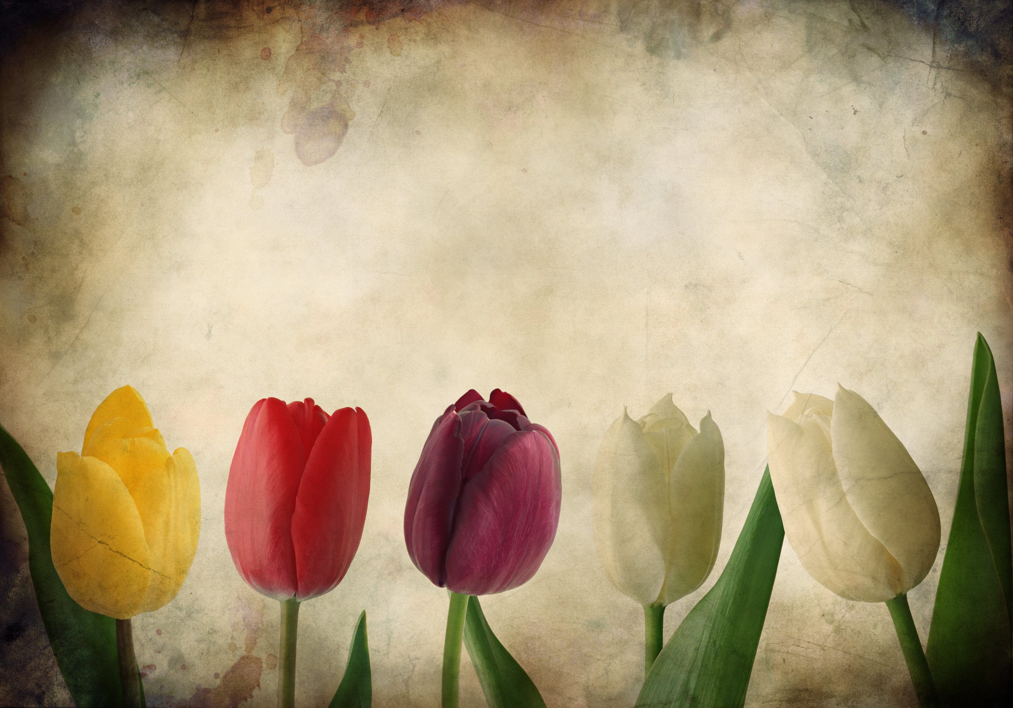 Тюльпаны минимализм. Зеленоцветковые тюльпаны. Тюльпаны фон. Тюльпаны на рабочий стол. Тюльпаны открытка.