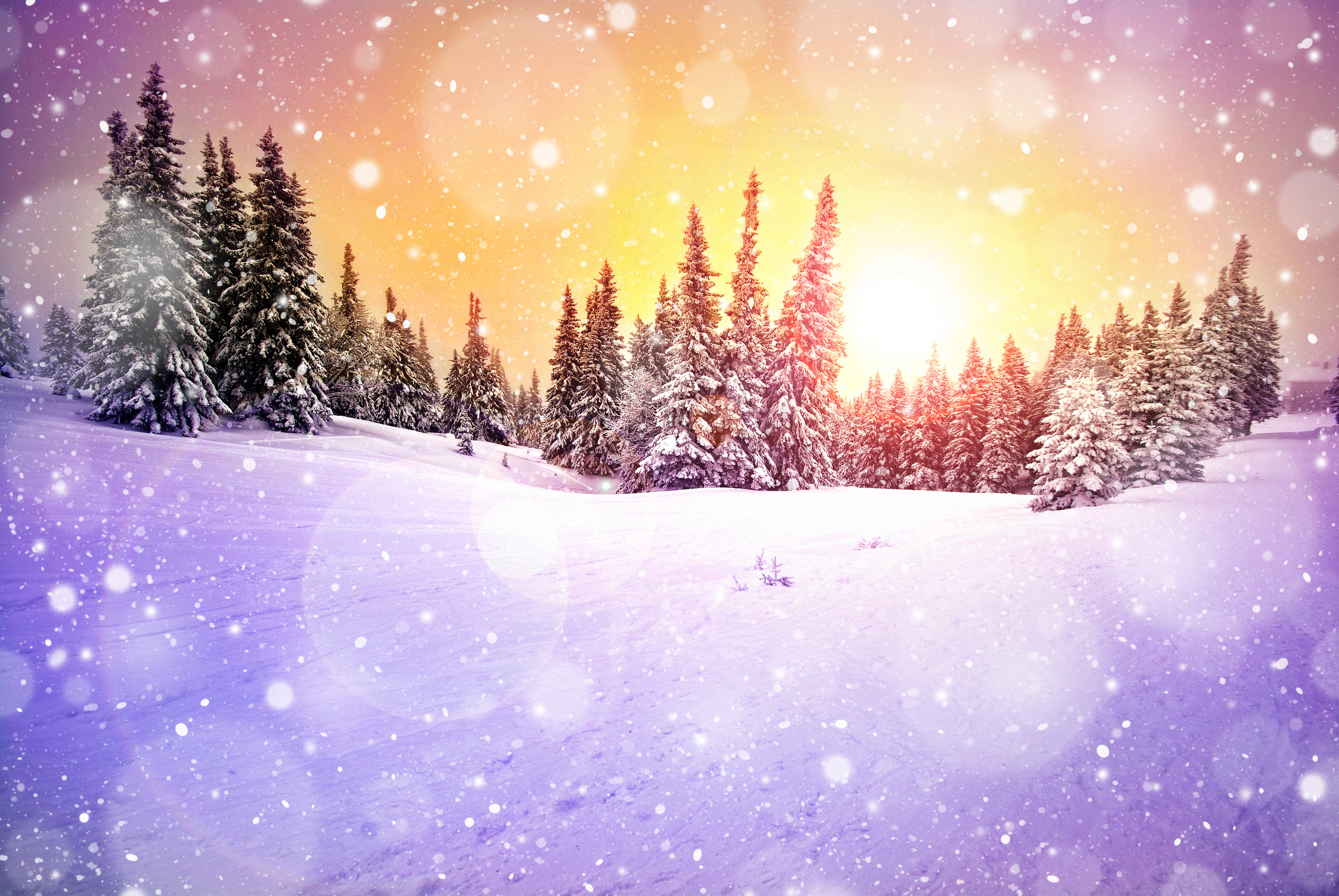 Snow is beautiful. В новогоднем лесу. Сказочный зимний лес. Сказочный зимний леслес. Зимние картинки на рабочий стол.