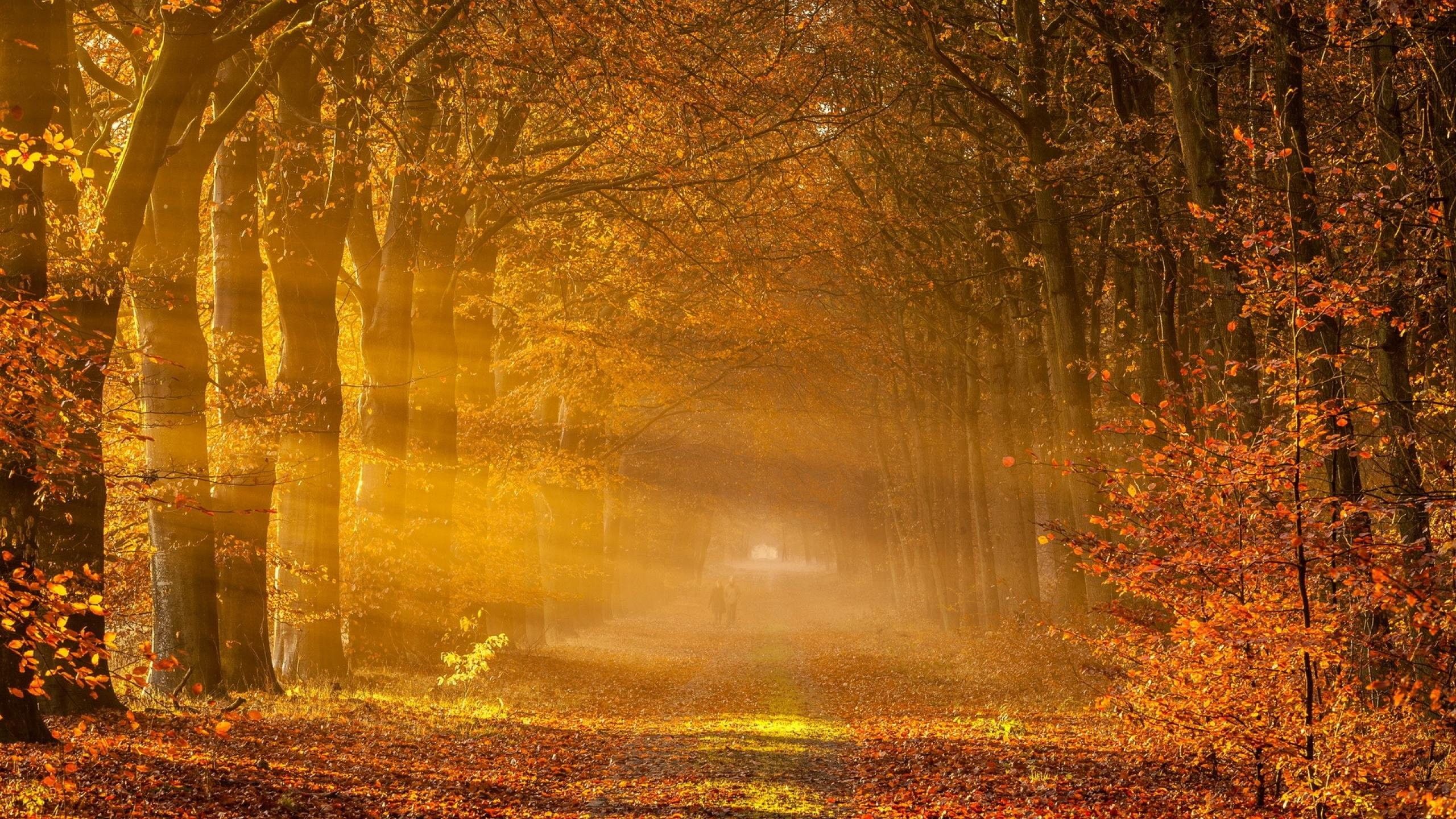 Осеннее богатство. Осень. Осенний пейзаж. Осенний лес. Осеннее солнце.