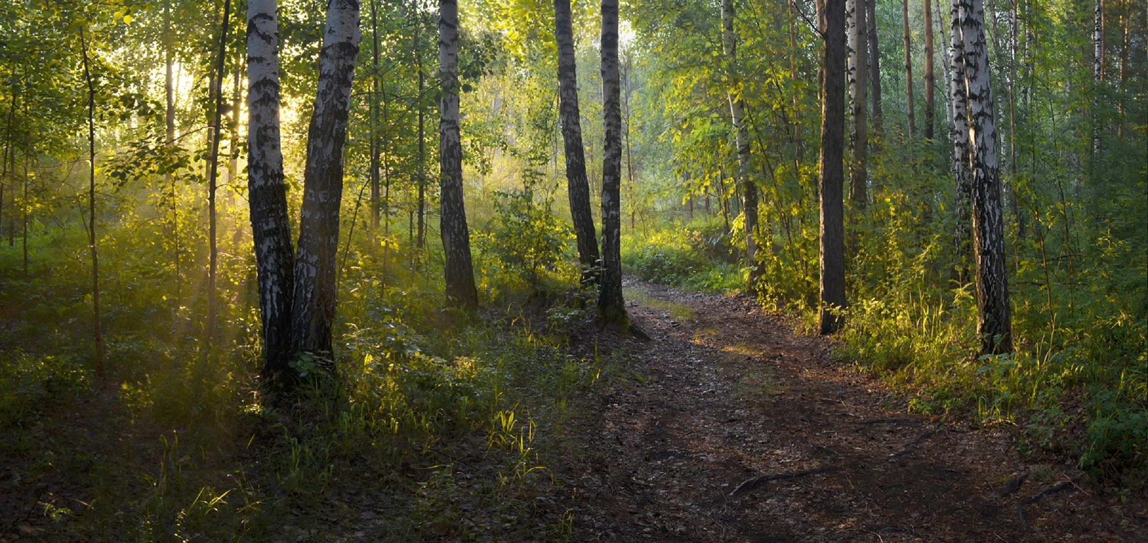 Дойдя до опушки леса. Лесная тропа Нижегородская область. Русский лес. Пейзаж Лесные тропы. Тропа в березовой роще.