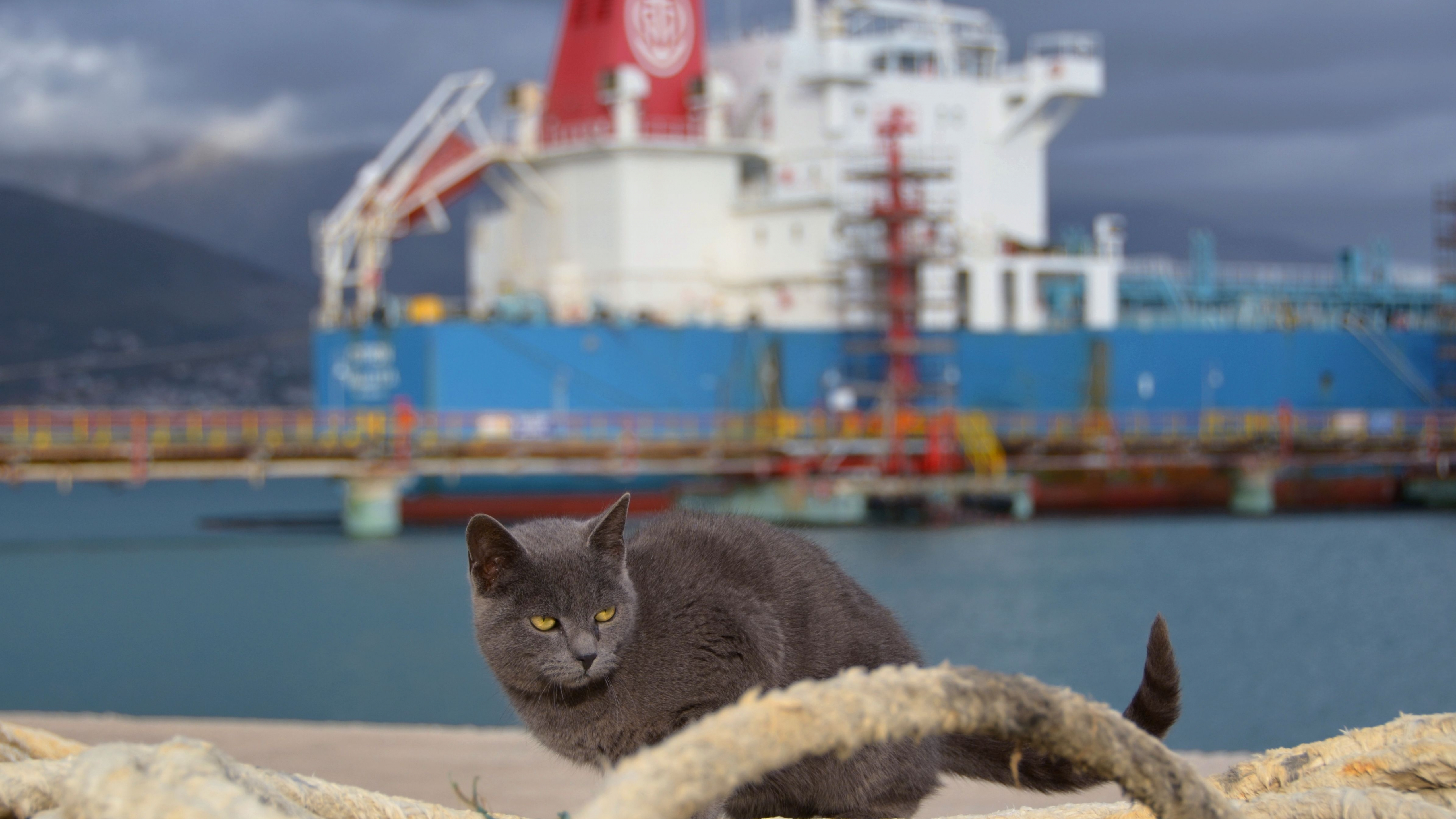 Котов корабль в честь кого назван. Кошка на корабле. Морская кошка. Корабельные коты. Кот на паруснике.