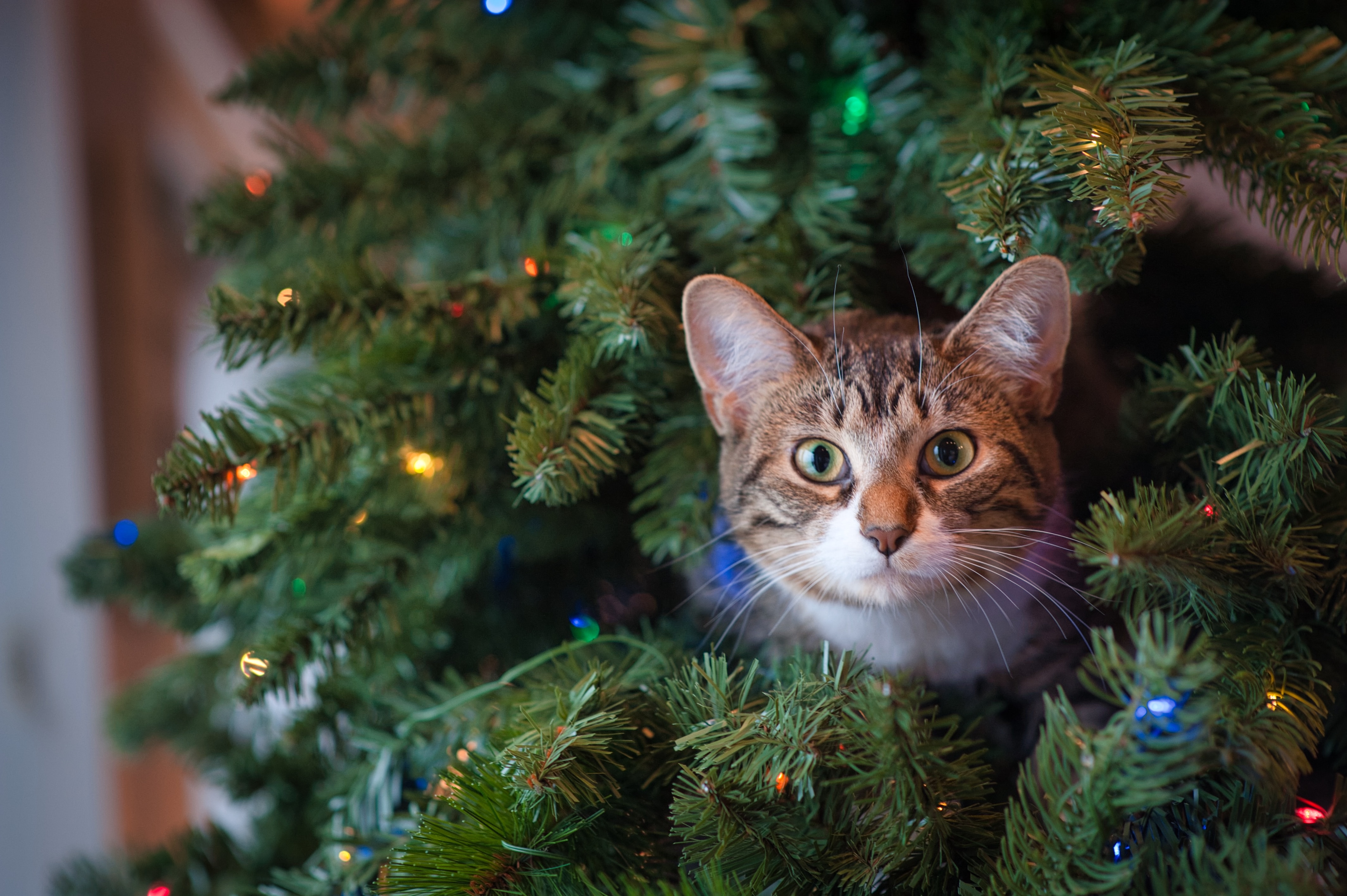Новогодние Коты