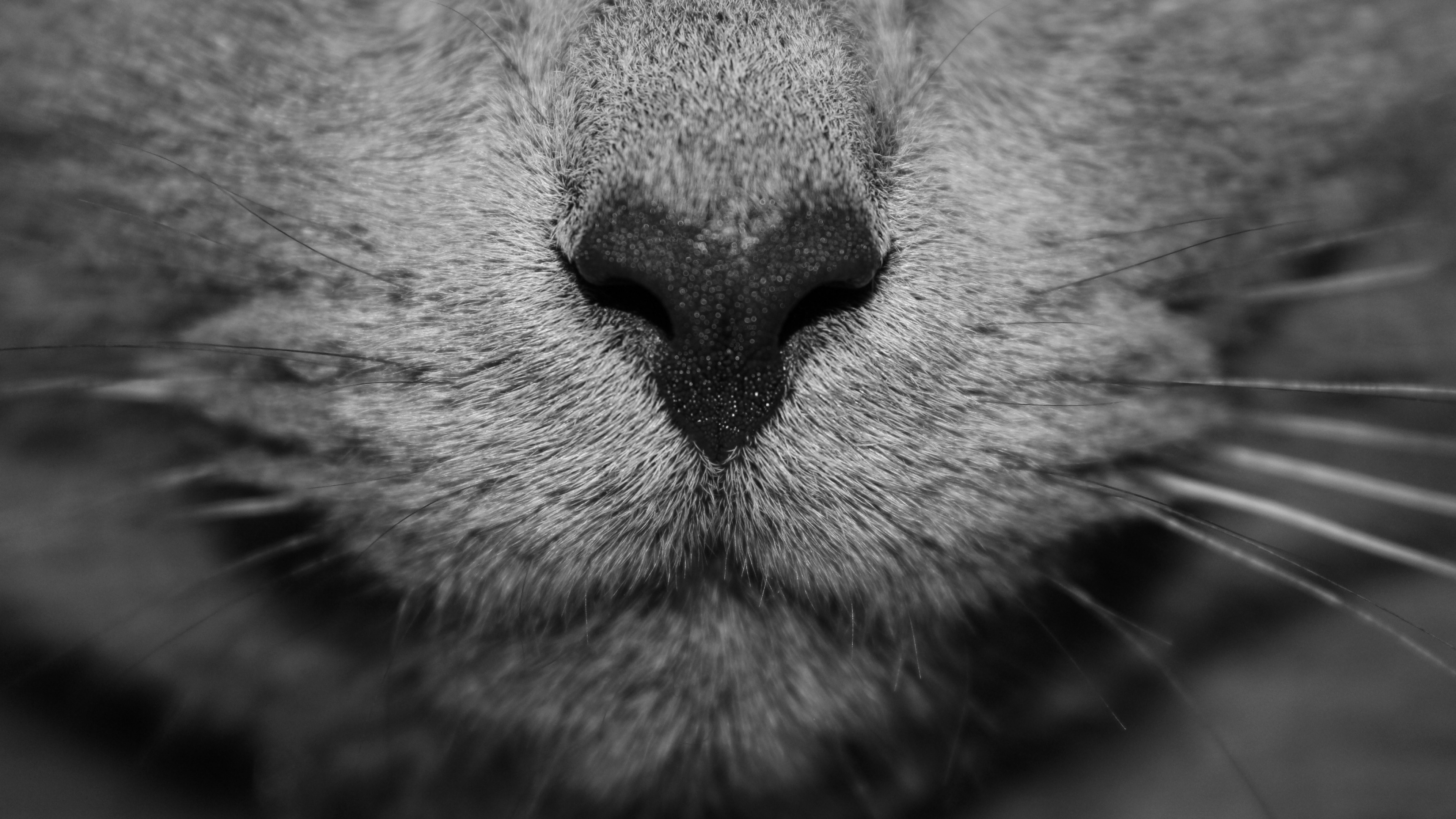 Кошка нос и рот. Нос кота. Морда кота. Кошачий носик. Морда кота крупным планом.