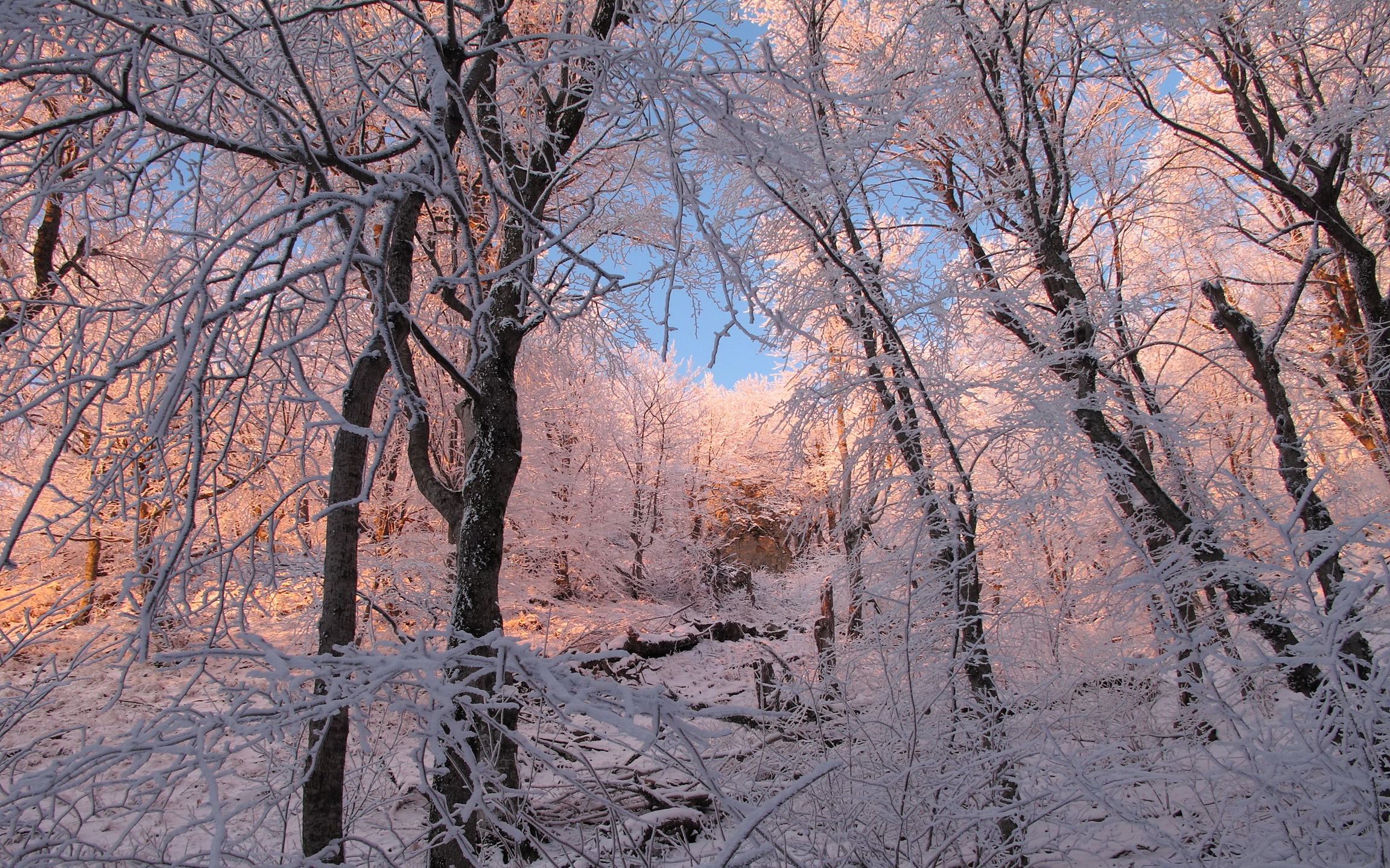 Деревья ранней зимой