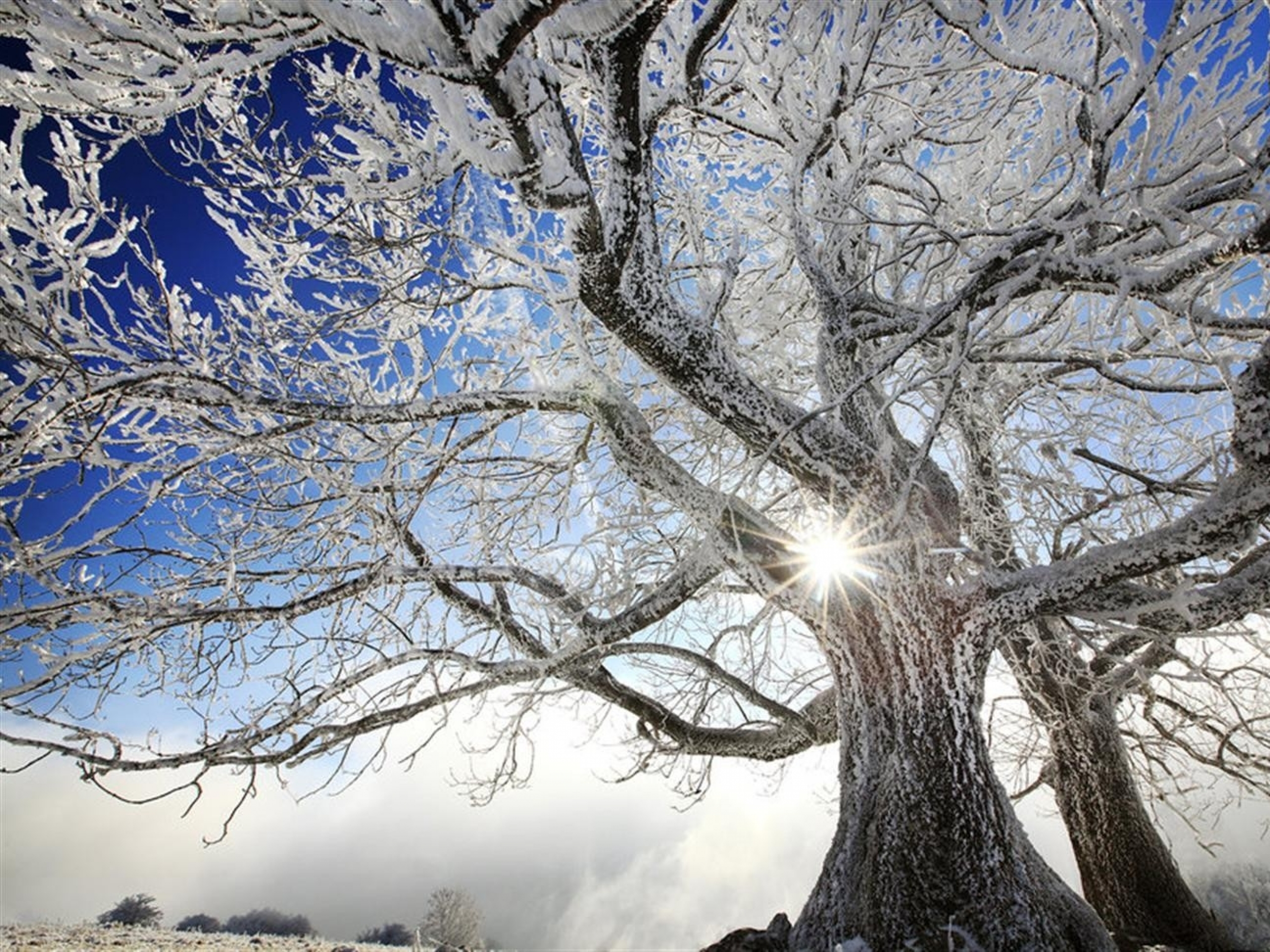Зима красивые деревья. Зимнее дерево. Деревья в снегу. Иней на деревьях. Красивое развесистое дерево зимой.