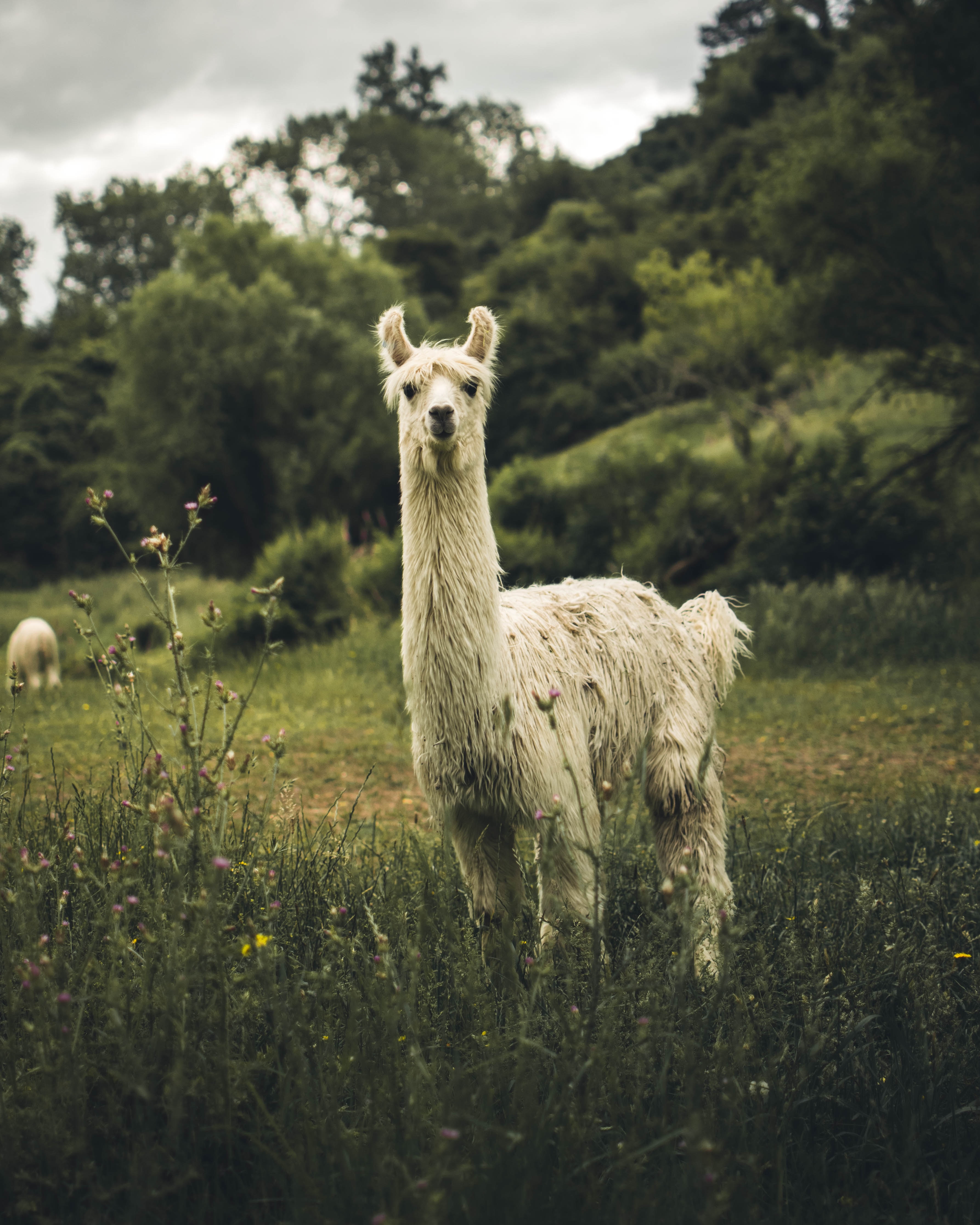 Llama2. Лама животное. Белая лама. Обои с ламой. Бегущая лама.