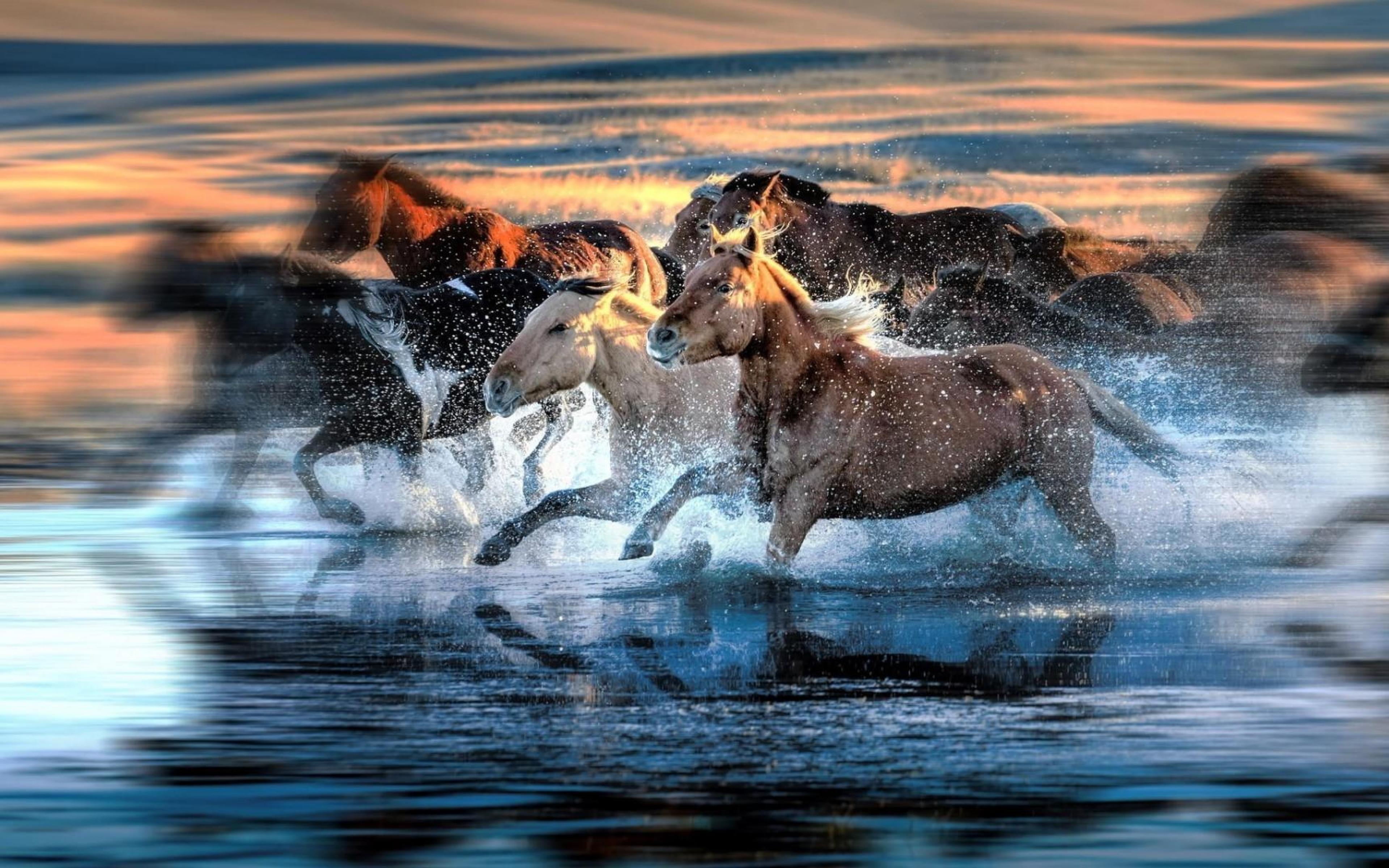 Лошадь бежит по воде