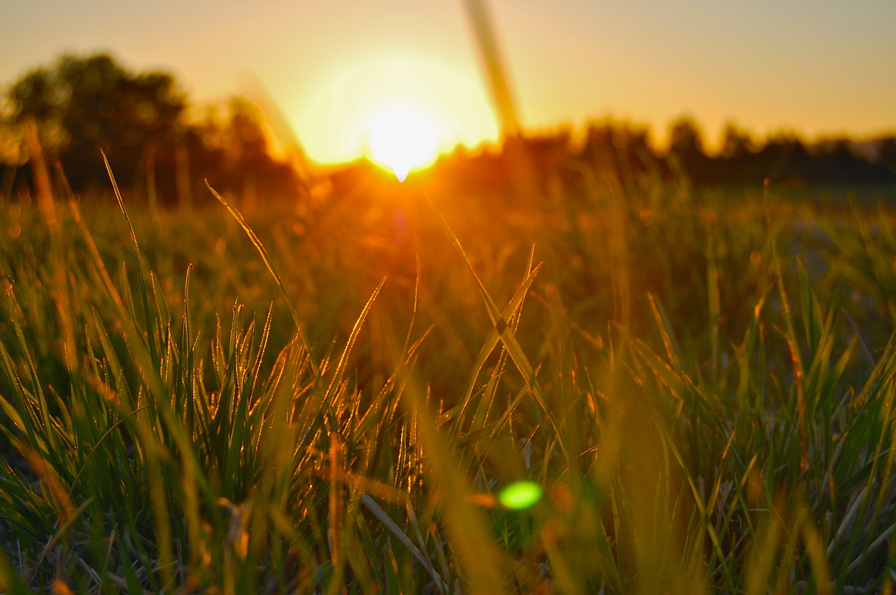 Трава и солнце