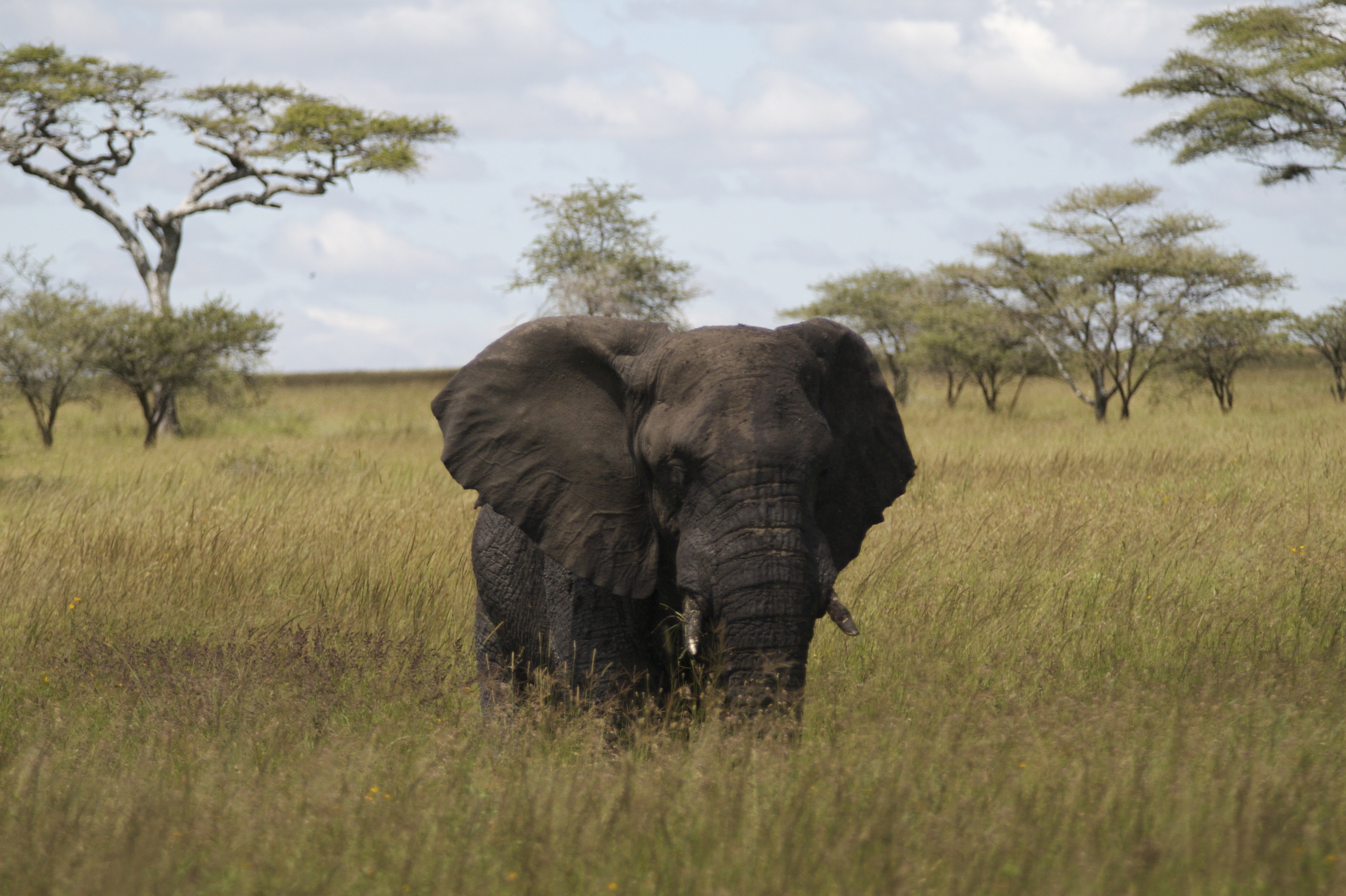 Первые настоящие наземные животные. Национальный парк Серенгети слоны. Африканский слон. Африканский слон фото. Африканский Лесной слон.