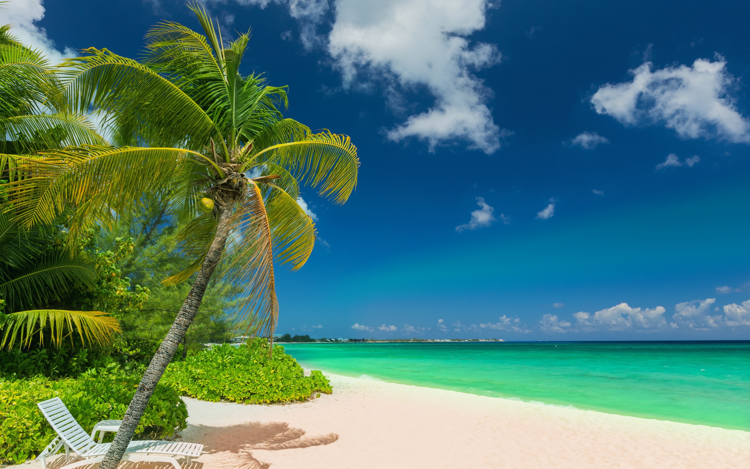 Фото пляж море и пальмы