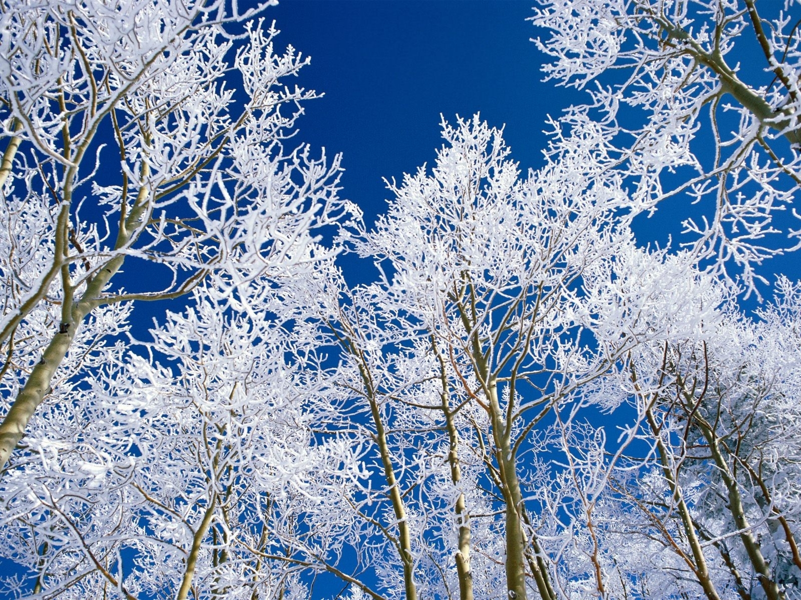 Зима красивые деревья. Зимняя природа. Иней на деревьях. Зимнее дерево. Деревья в снегу.