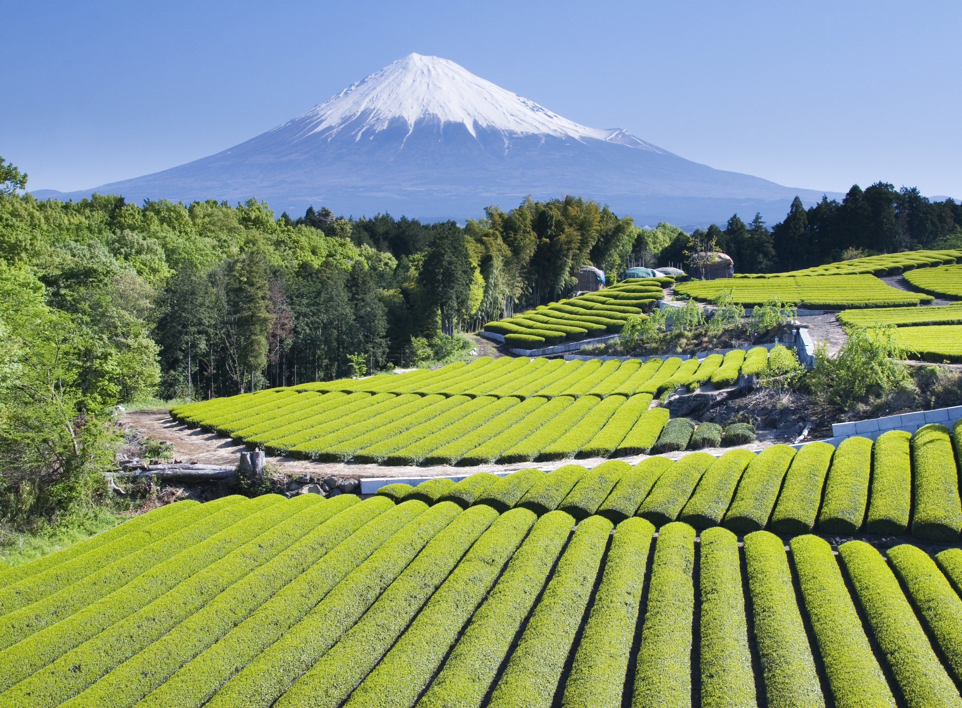 Природный потенциал японии. Чайные плантации в Японии. Парк Фудзи Япония. Сидзуока гора. Гора Фудзияма в Японии.