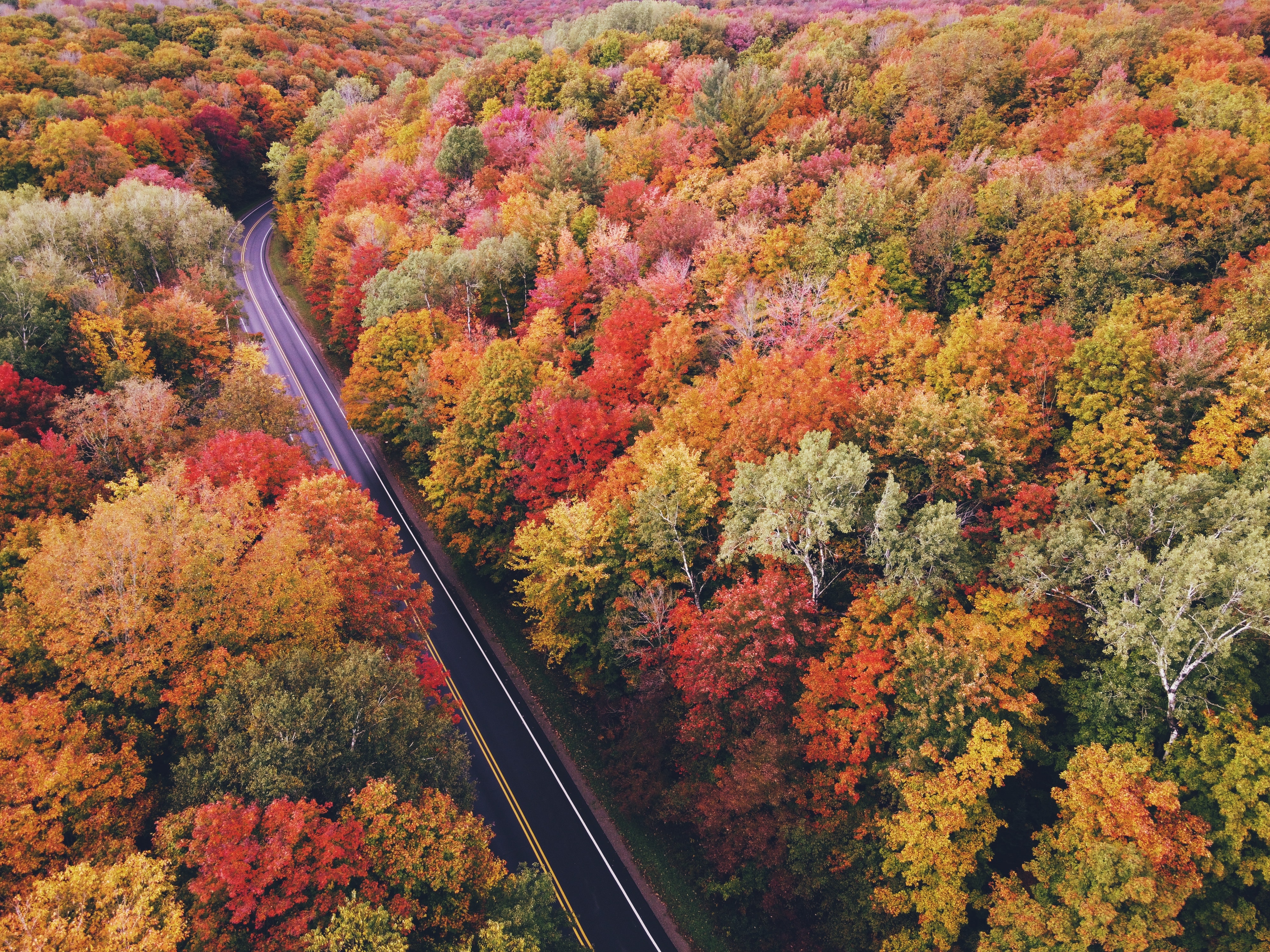 Виды осеннего леса. Осенний лес. Осенняя дорога. Дорога в осень. Осенний лес сверху.