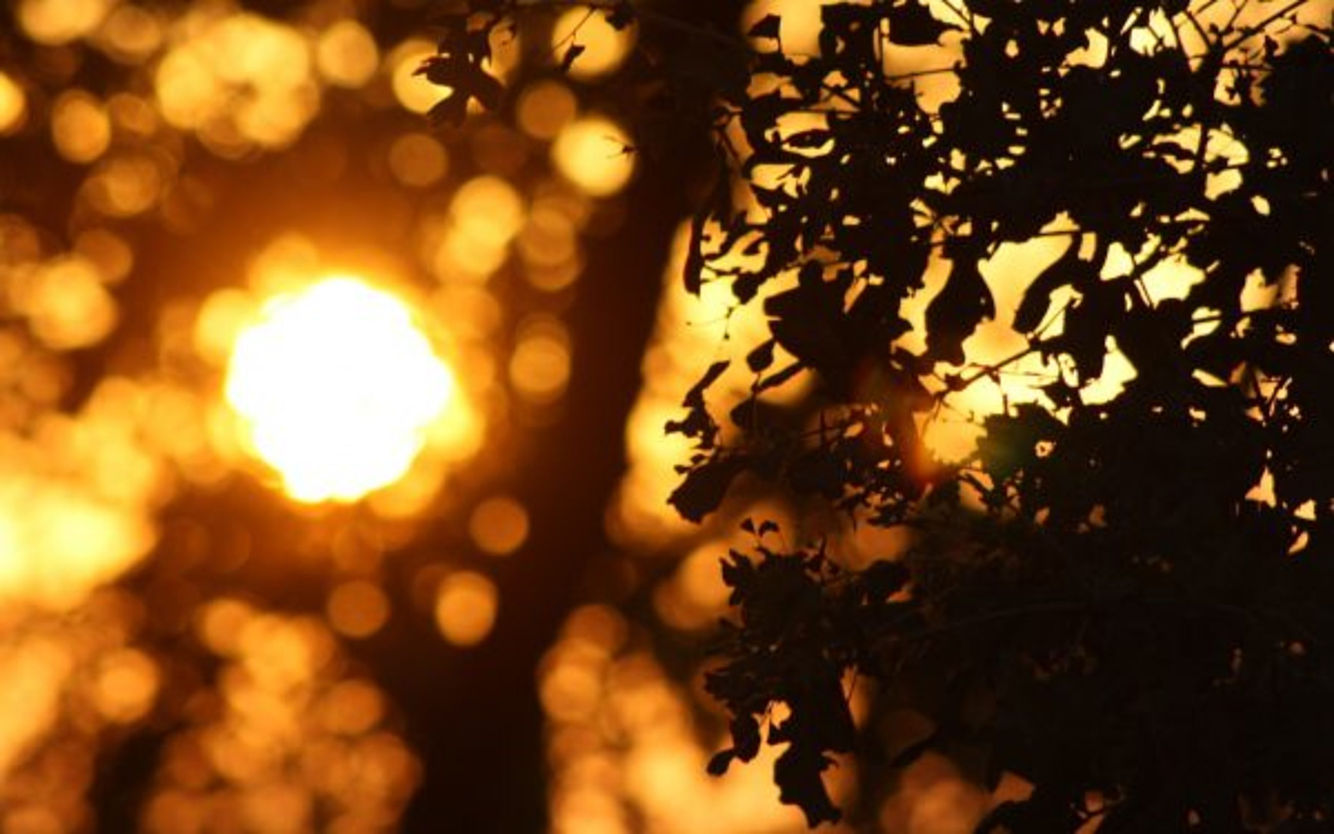 Оранжевый луч света. Блик солнца. Солнечные блики. Солнце сквозь листву. Боке солнце.