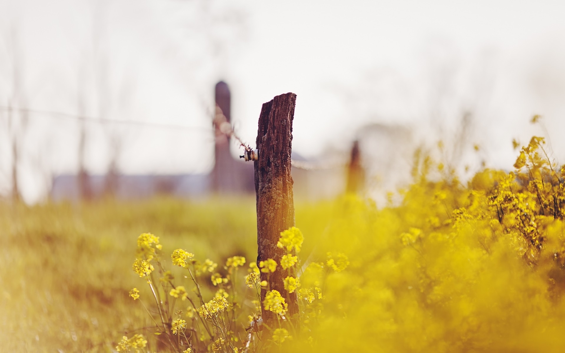 Фотографии в поле с желтыми цветами