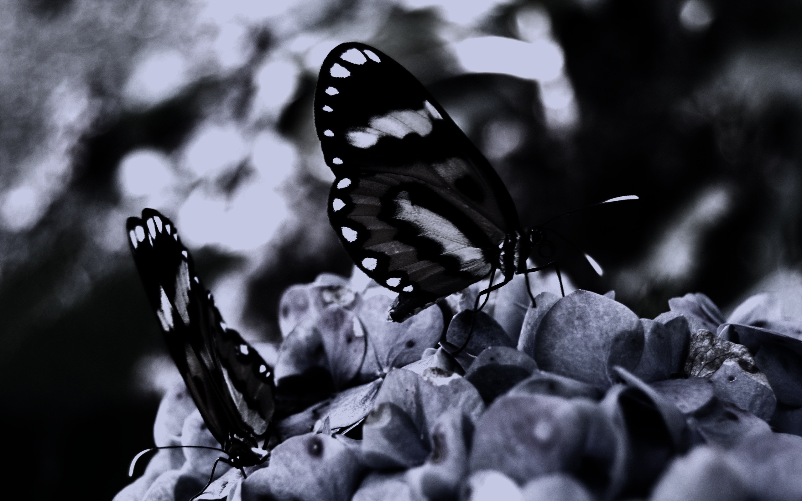 Обои бабочка, черный и белый, насекомое, монохромный, мотыльки и бабочки, ф...