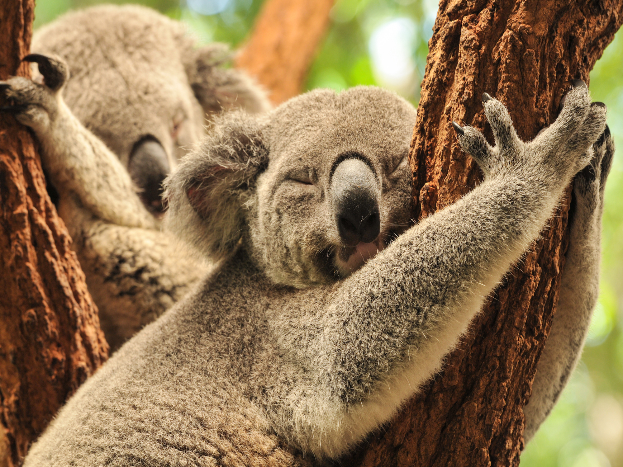 Сколько спят коалы. Коала. Лоун Пайн коала. Спящие коалы.