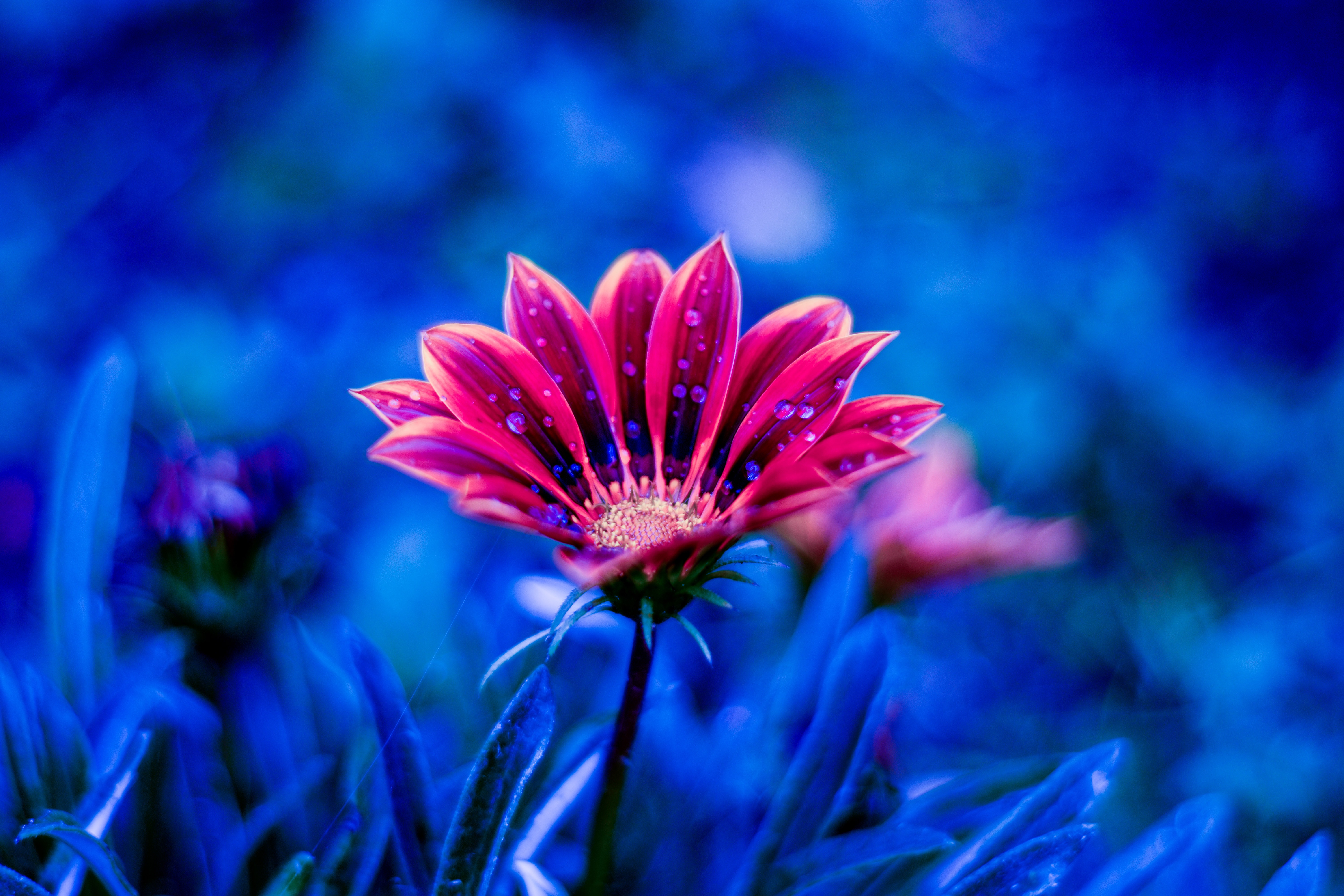 Flowers 1080p. Красивые цветы на заставку. Красносно синие цветы. Заставка на рабочий стол цветы.