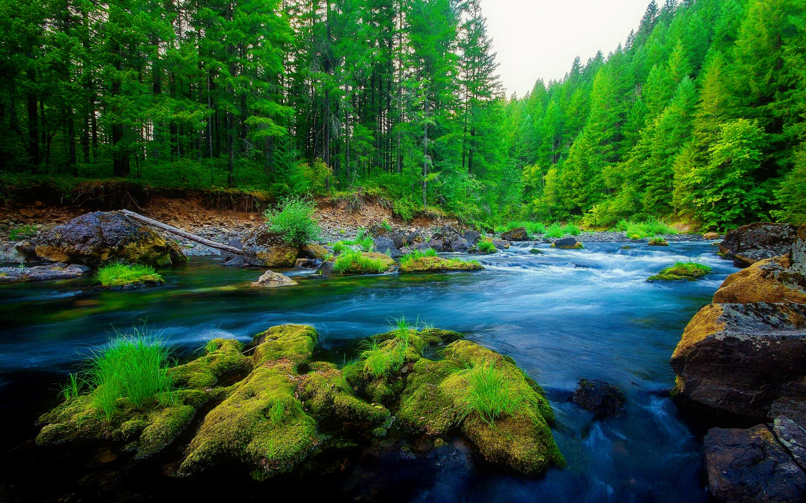Красивый лес с рекой. Река пыча. Река Мерсед, Калифорния. Река в лесу. Лесная река.