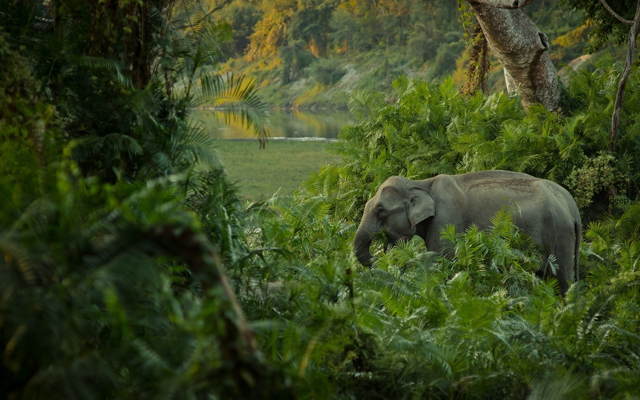 Дикая природа англ. Лакандонские джунгли. Мексика Лакандонские джунгли. Тропические леса Индии слоны. Слон в тропическом лесу.
