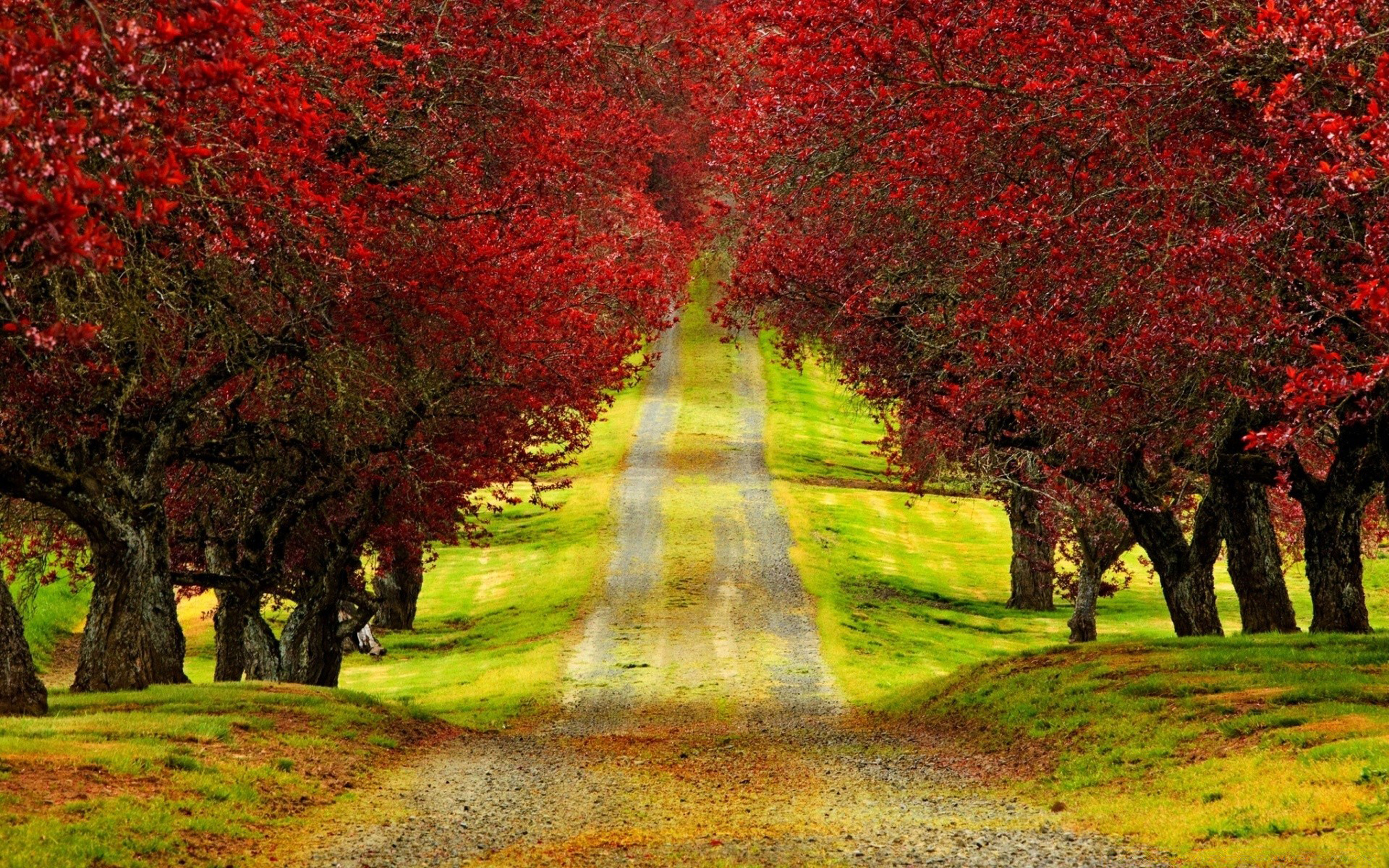 Autumn is beautiful. Природа. Природа осень. Красивый пейзаж. Красное дерево.