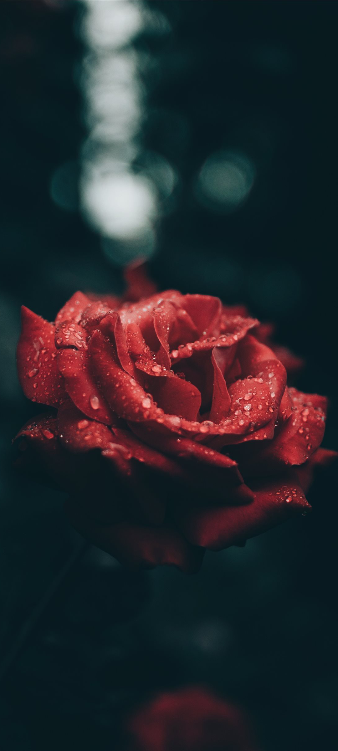 Обои розы эстетика