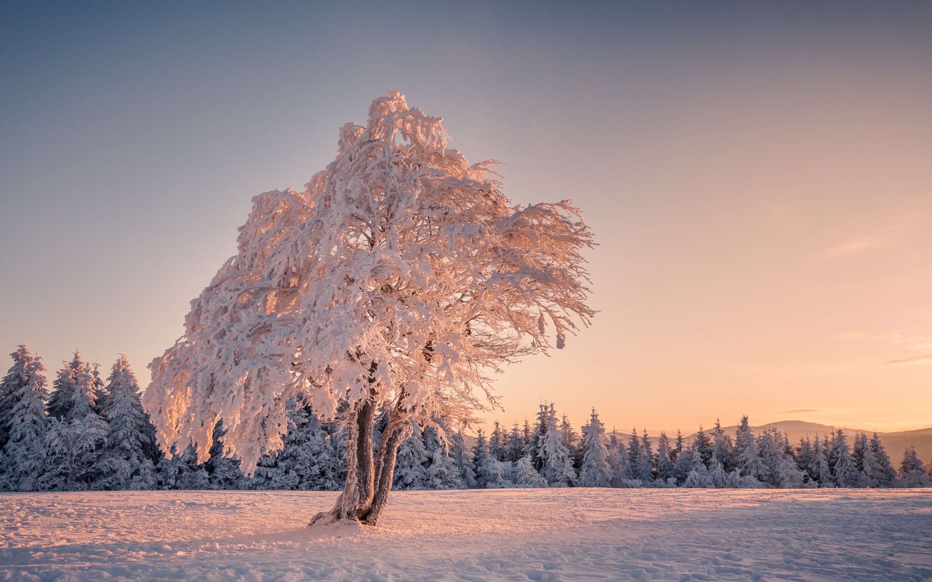 Зима красивые деревья. Деревья в снегу. Зимний пейзаж. Зимнее дерево. Заснеженные деревья.